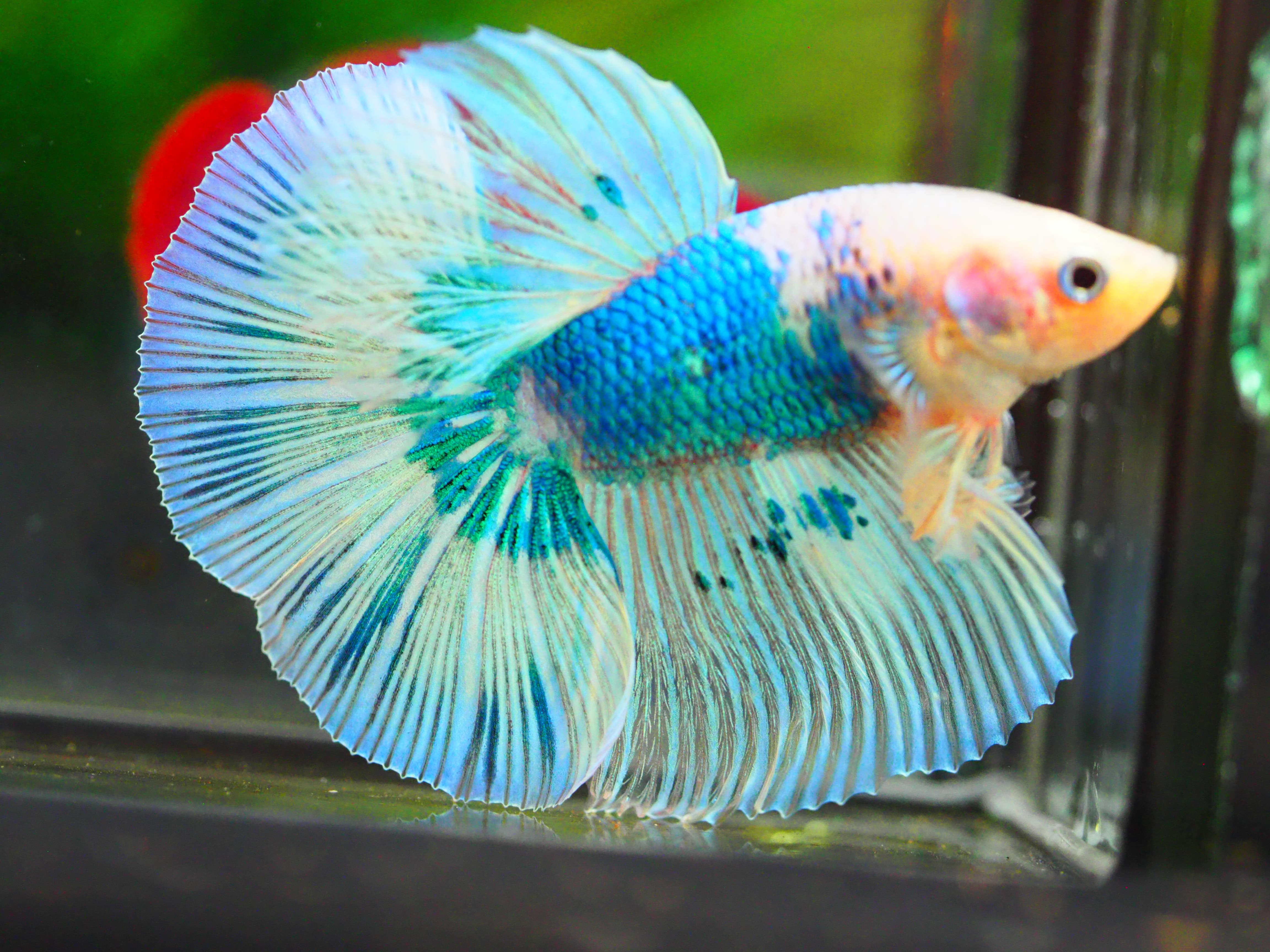 HM FANCY MALE GRADE A +++