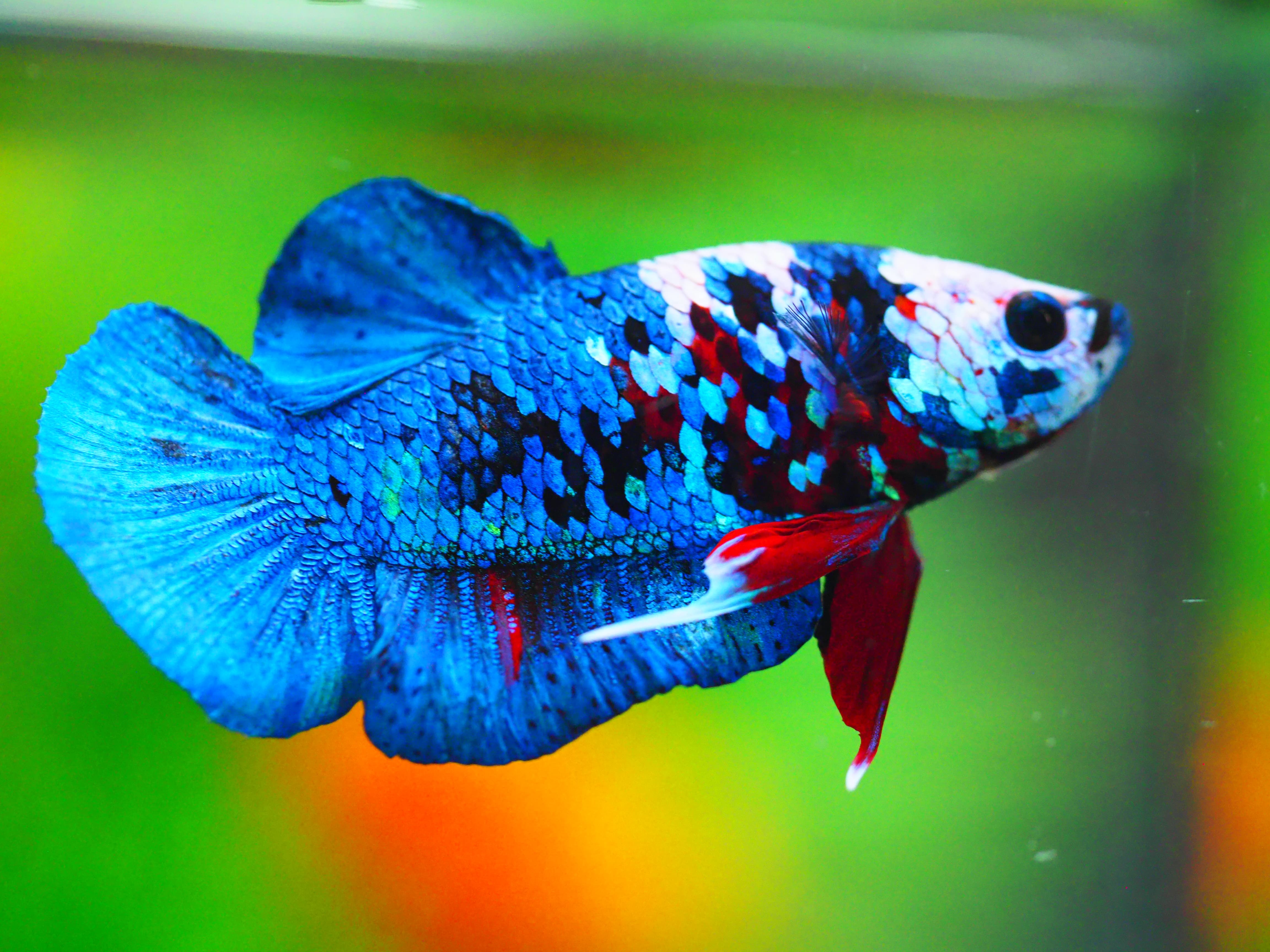 HMPK KOI GALAXY MALE GRADE A +++