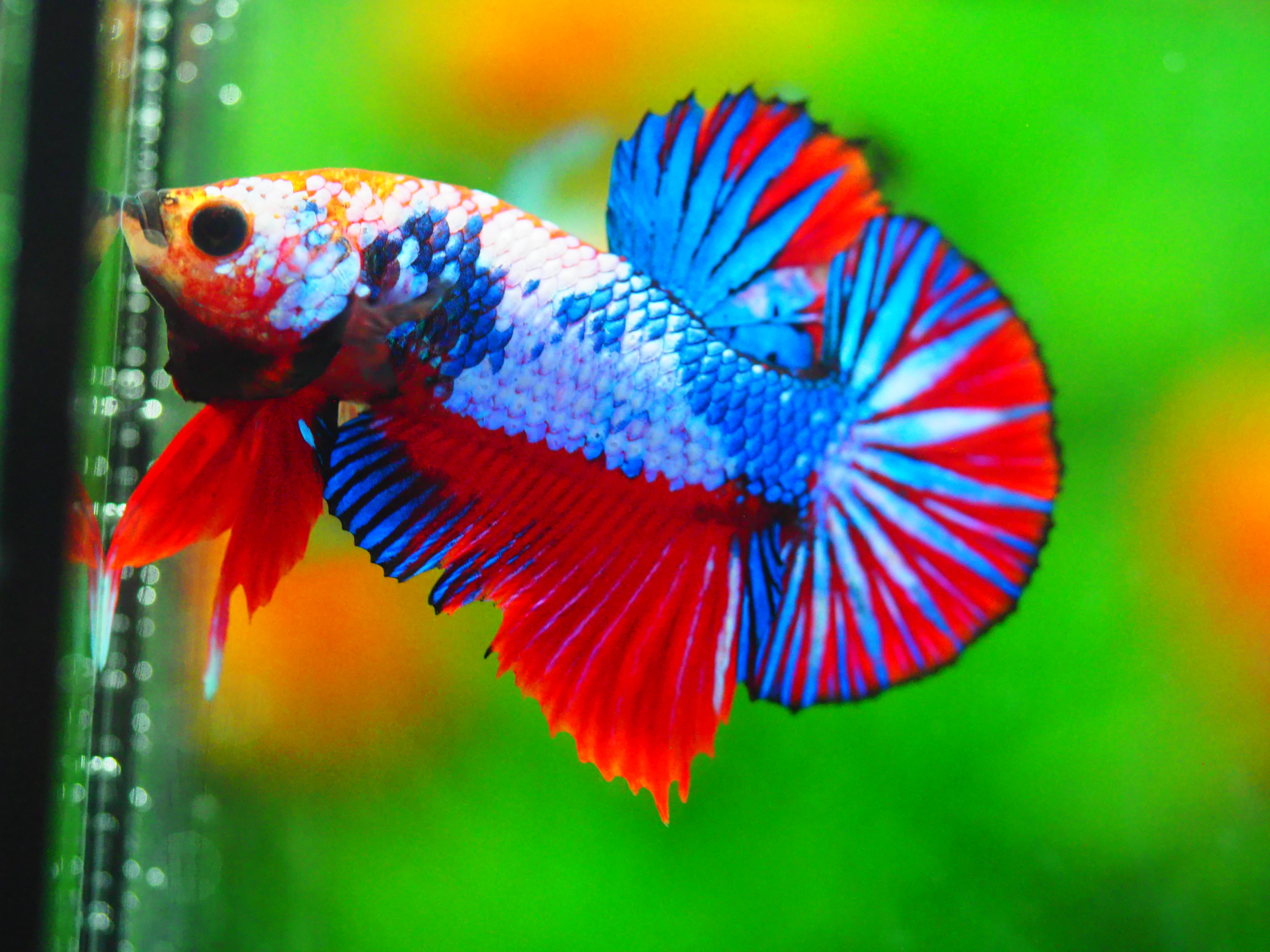 HMPK FANCY MALE GRADE A +++