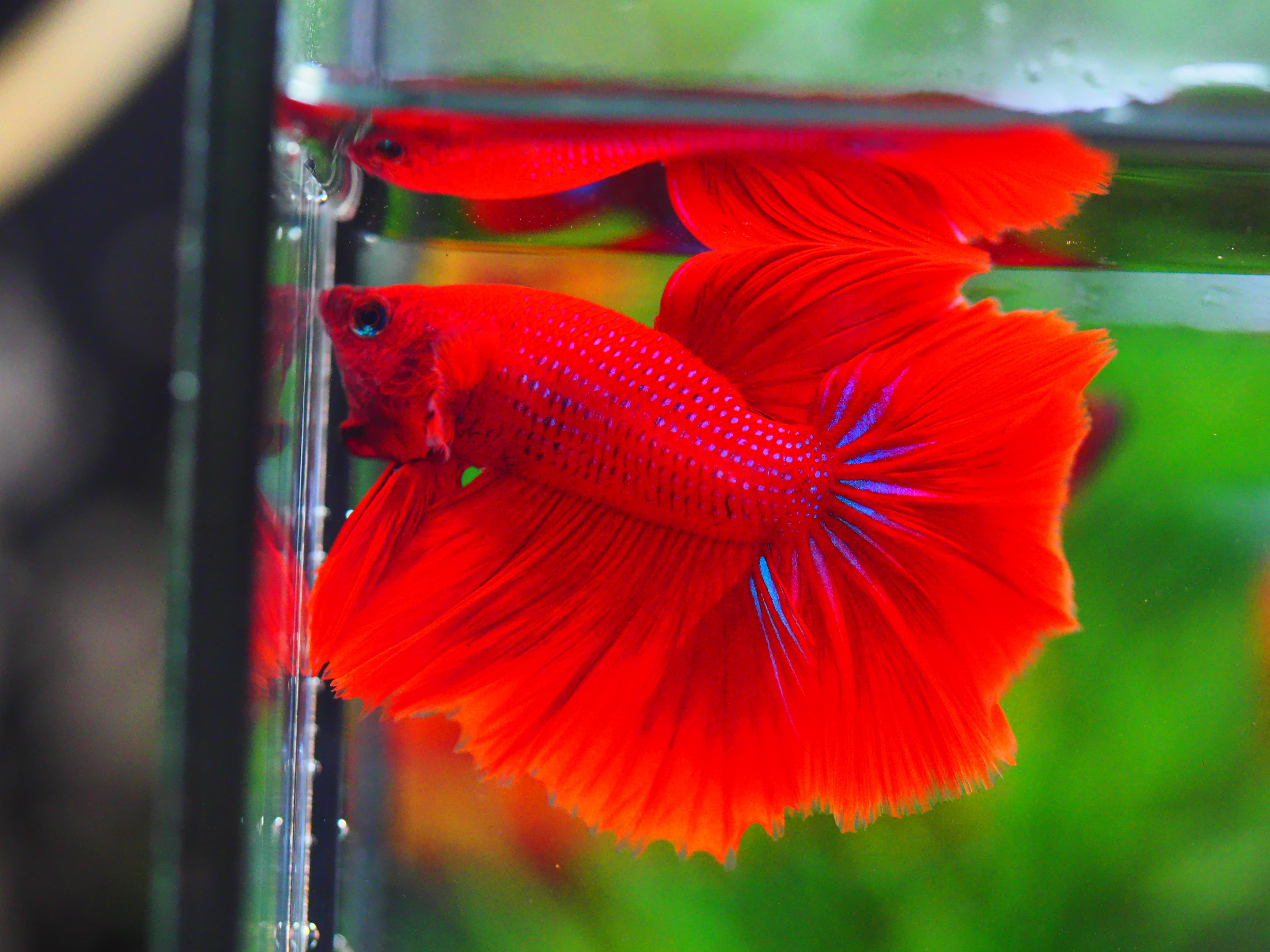 HM RED MALE GRADE A++