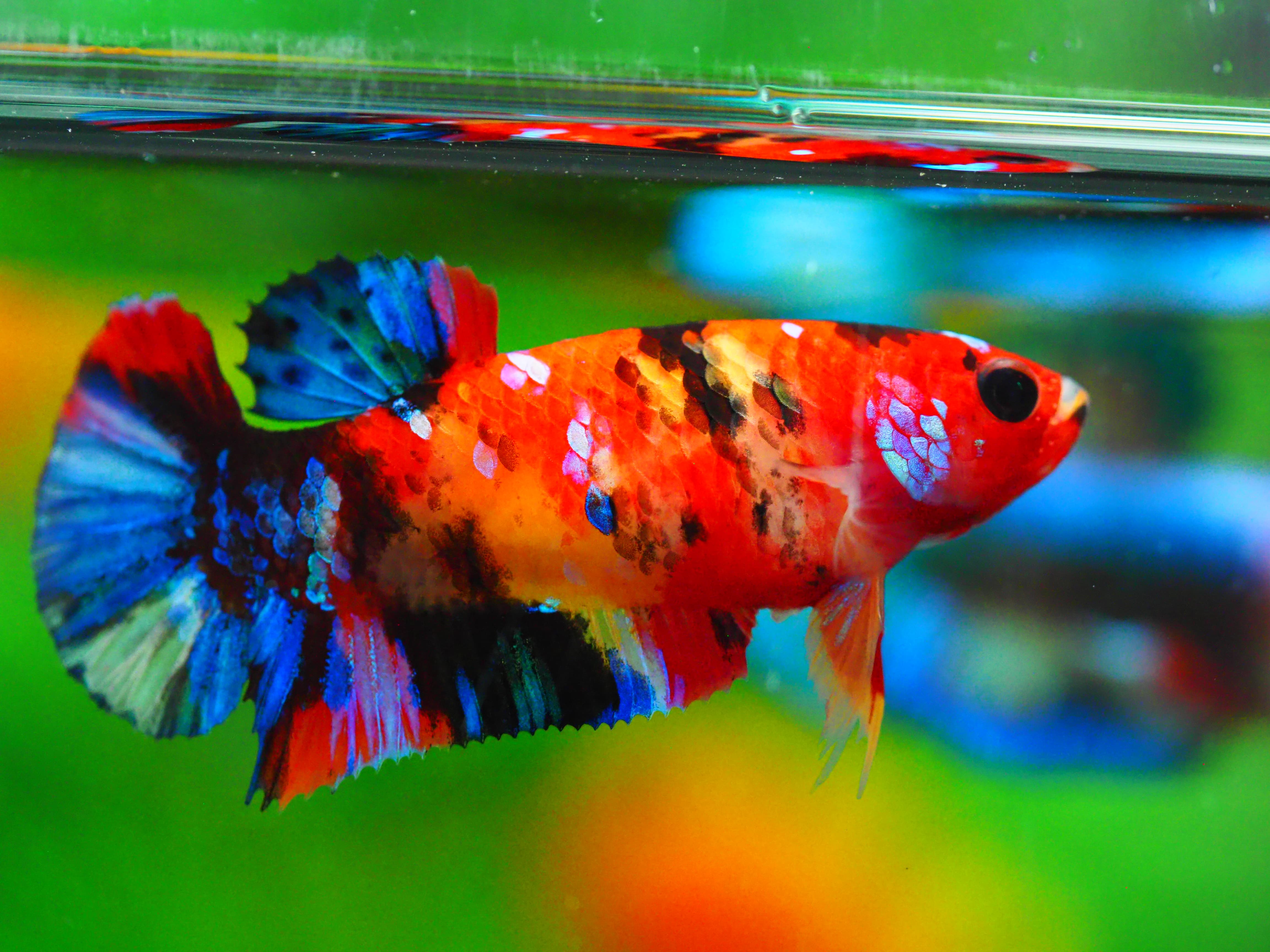 HMPK KOI GALAXY FNMALE GRADE A +++