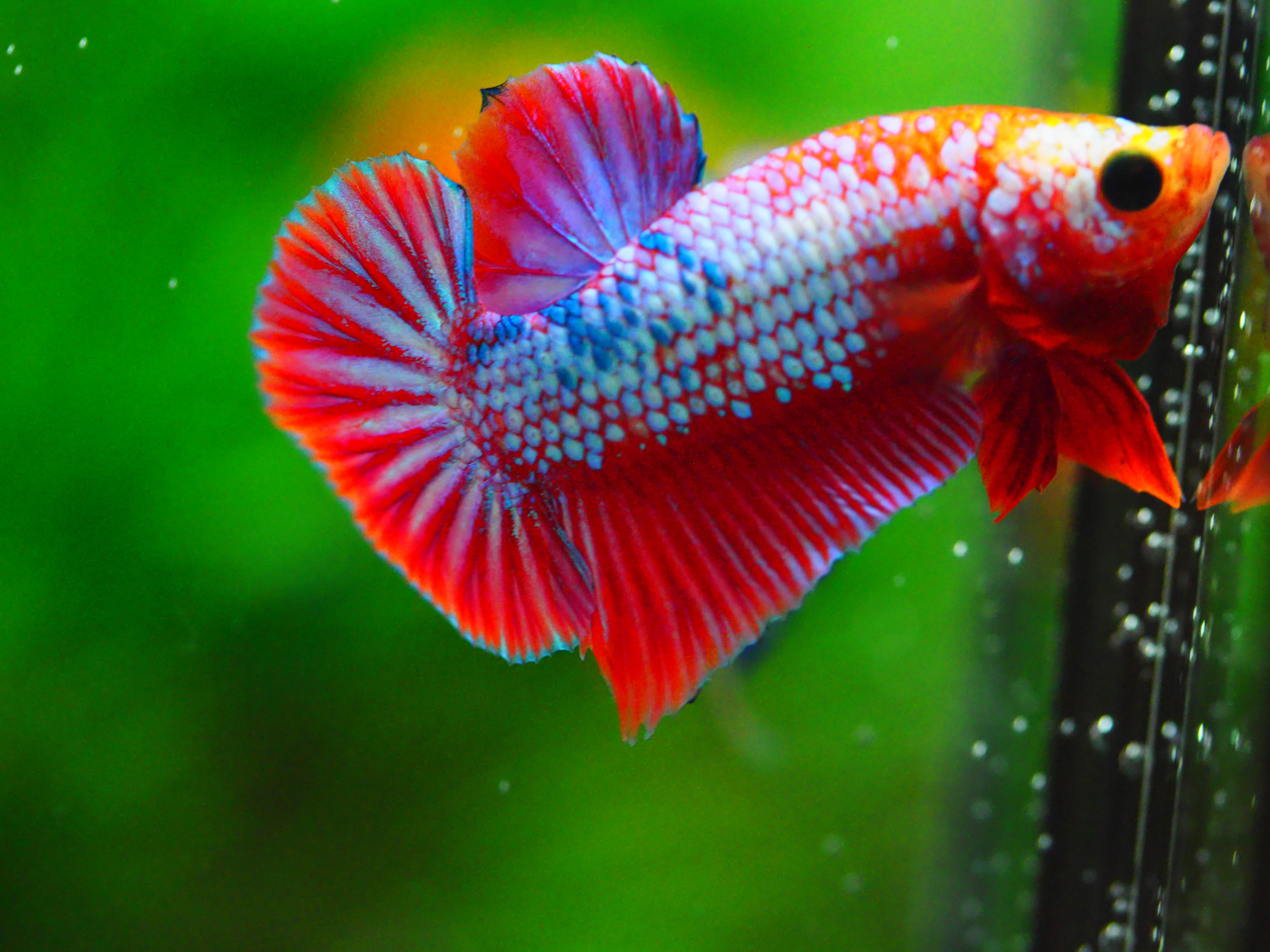 HMPK FANCY MALE GRADE A +++