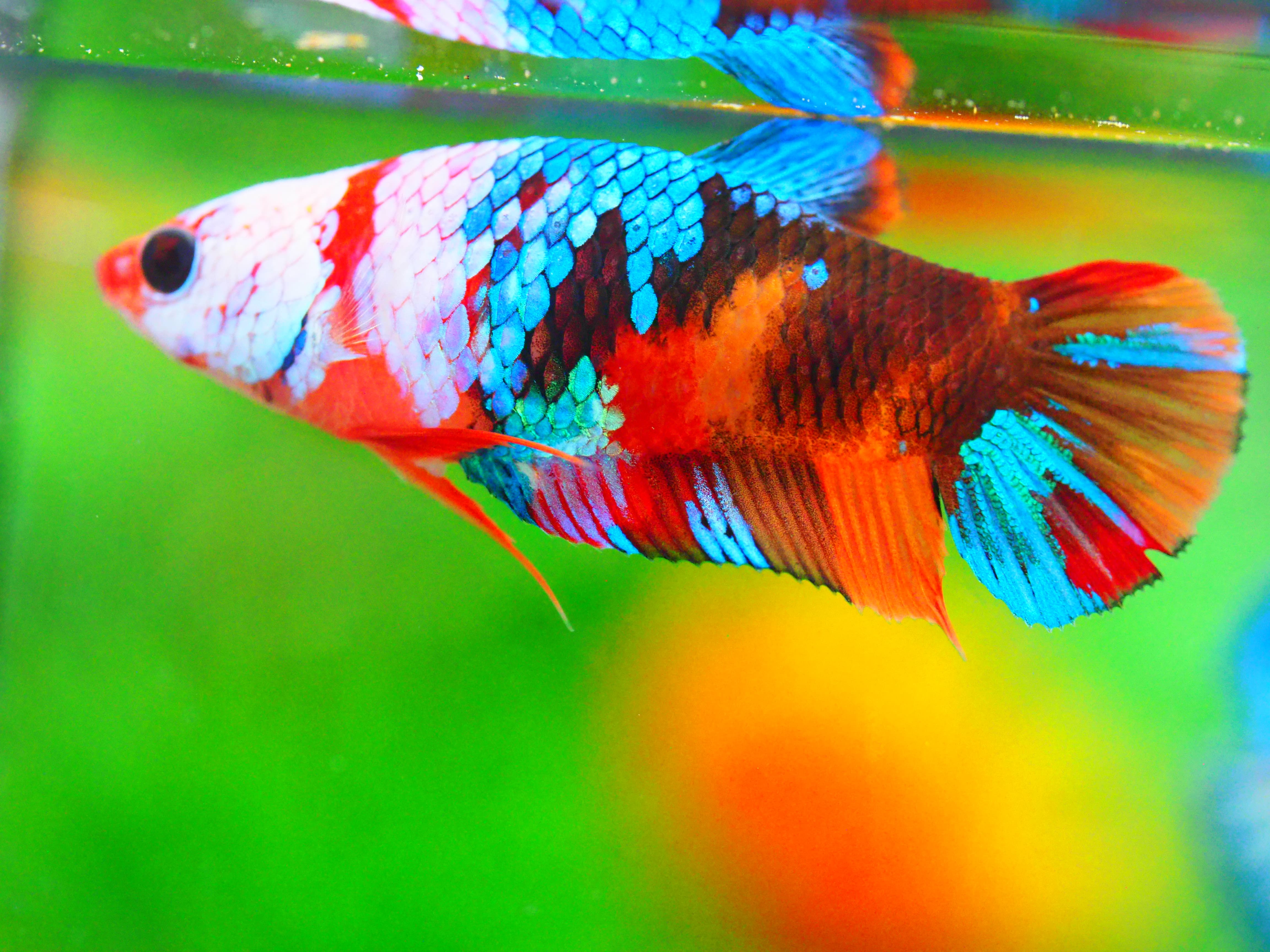 HMPK NEMO GALAXY FNMALE GRADE A +++