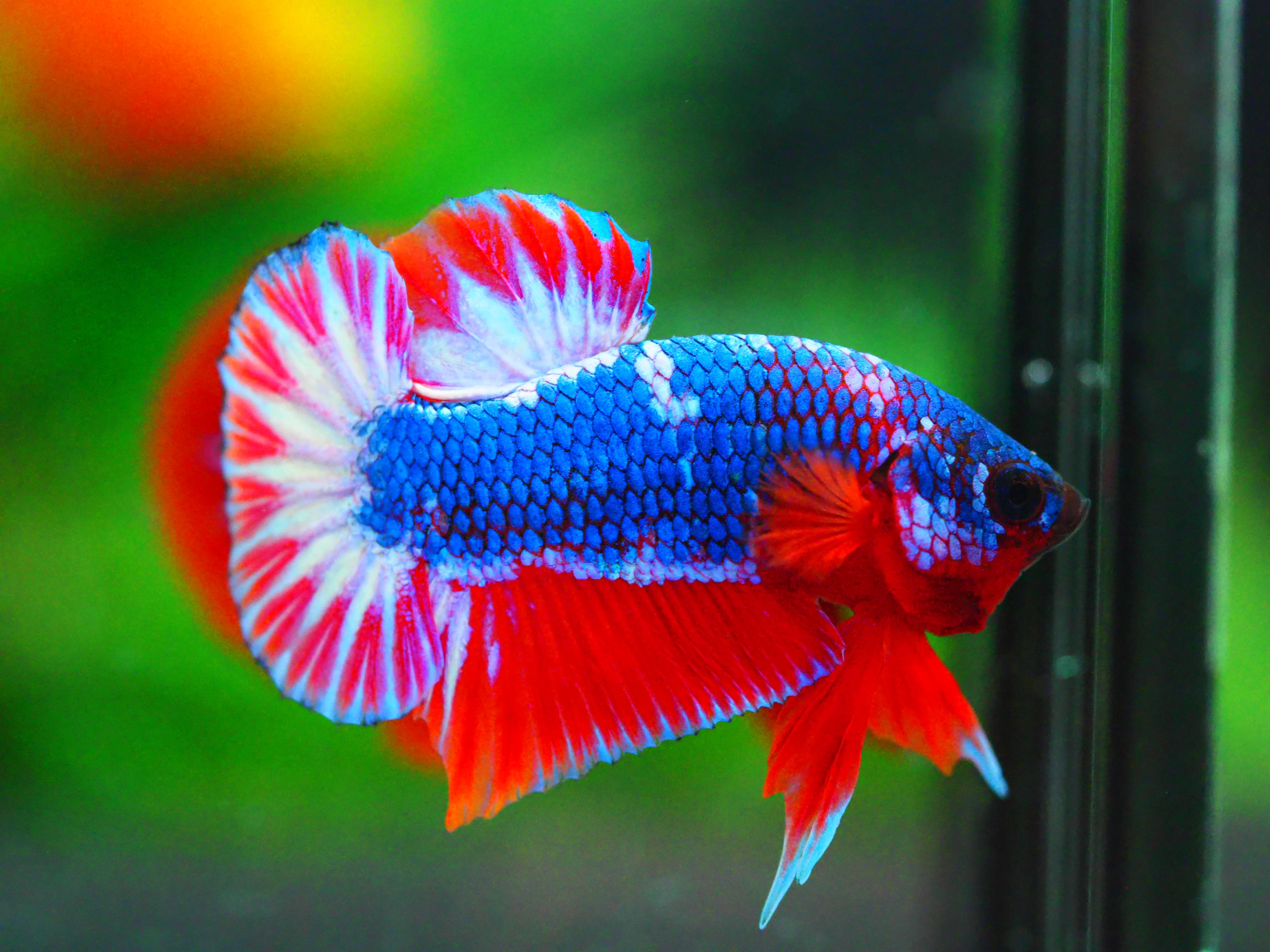 HMPK THAILAND MALE GRADE A +++++