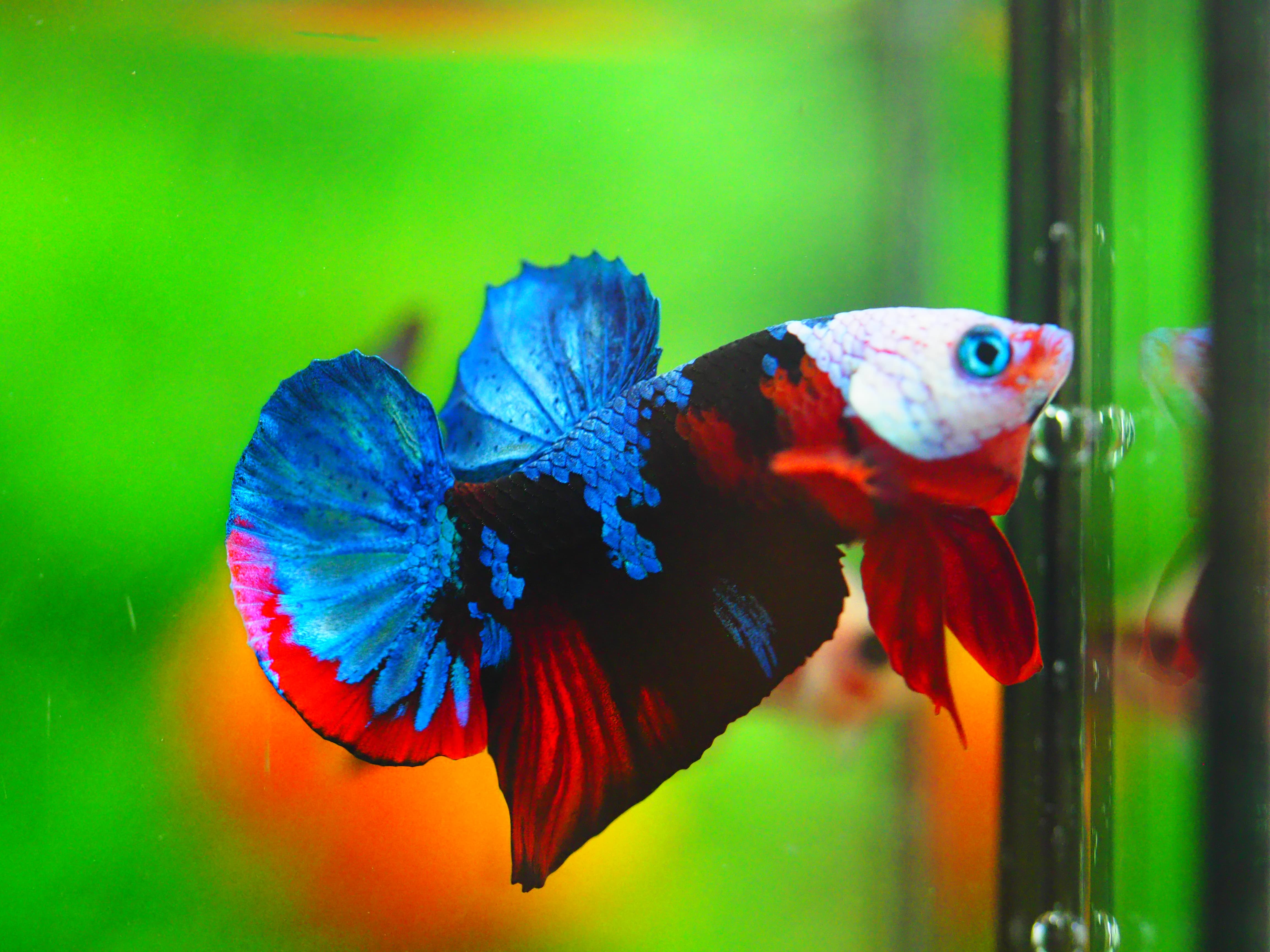 HMPK KOI GALAXY MALE GRADE A +++เด็ก