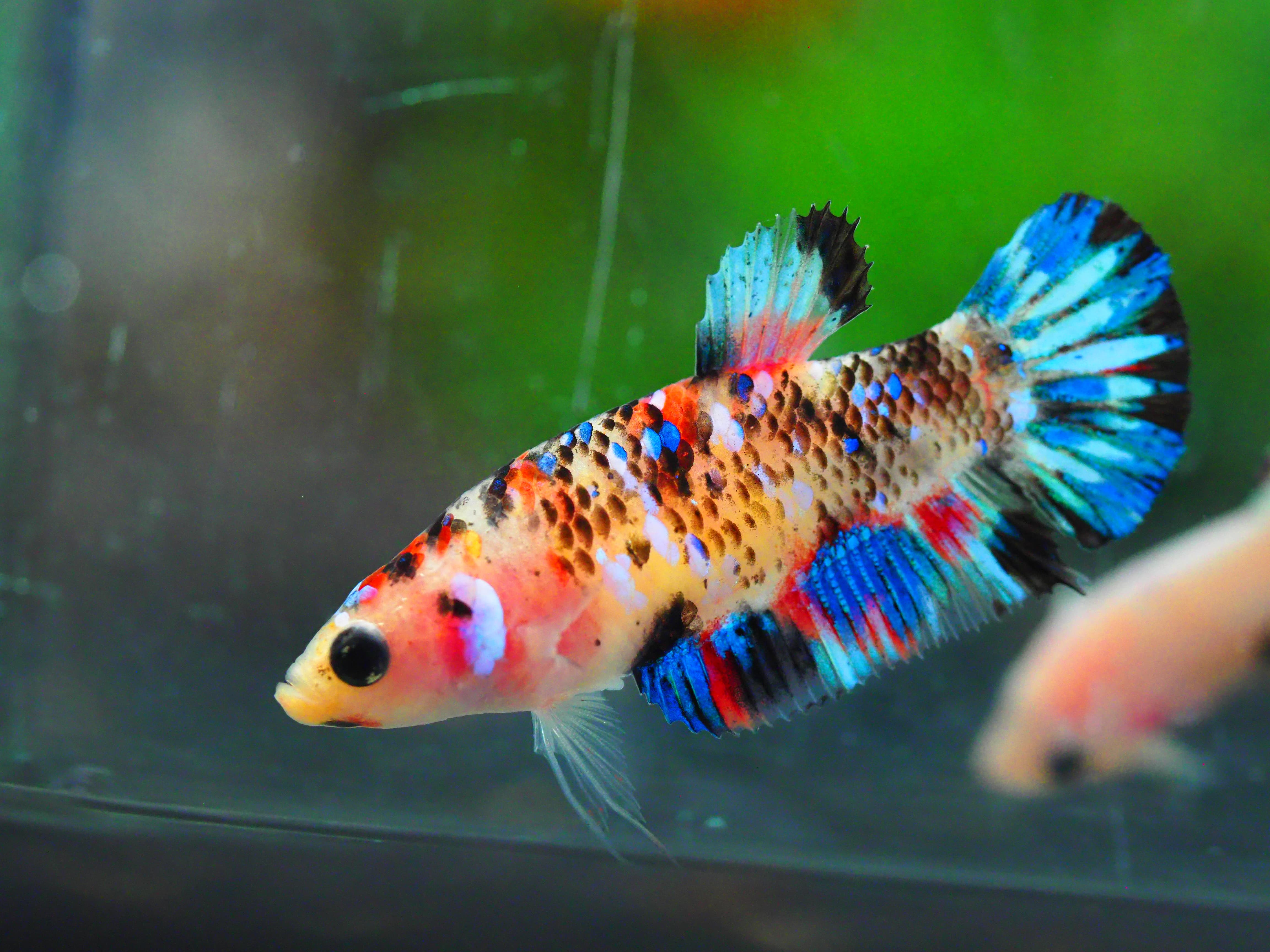 HMPK KOI GALAXY FNMALE GRADE A +++