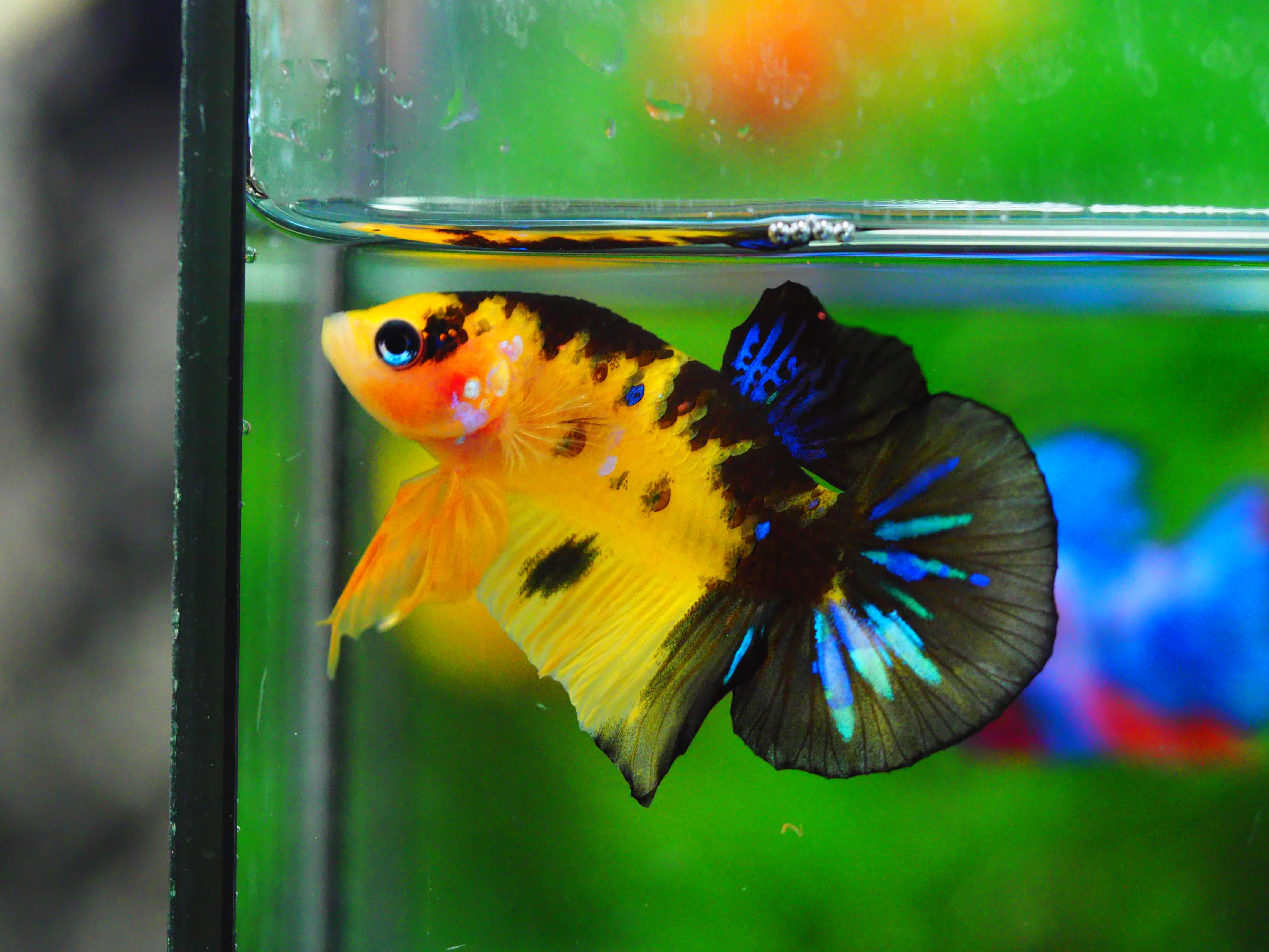 HMPK KOI YELLOW MALE GRADE A +++