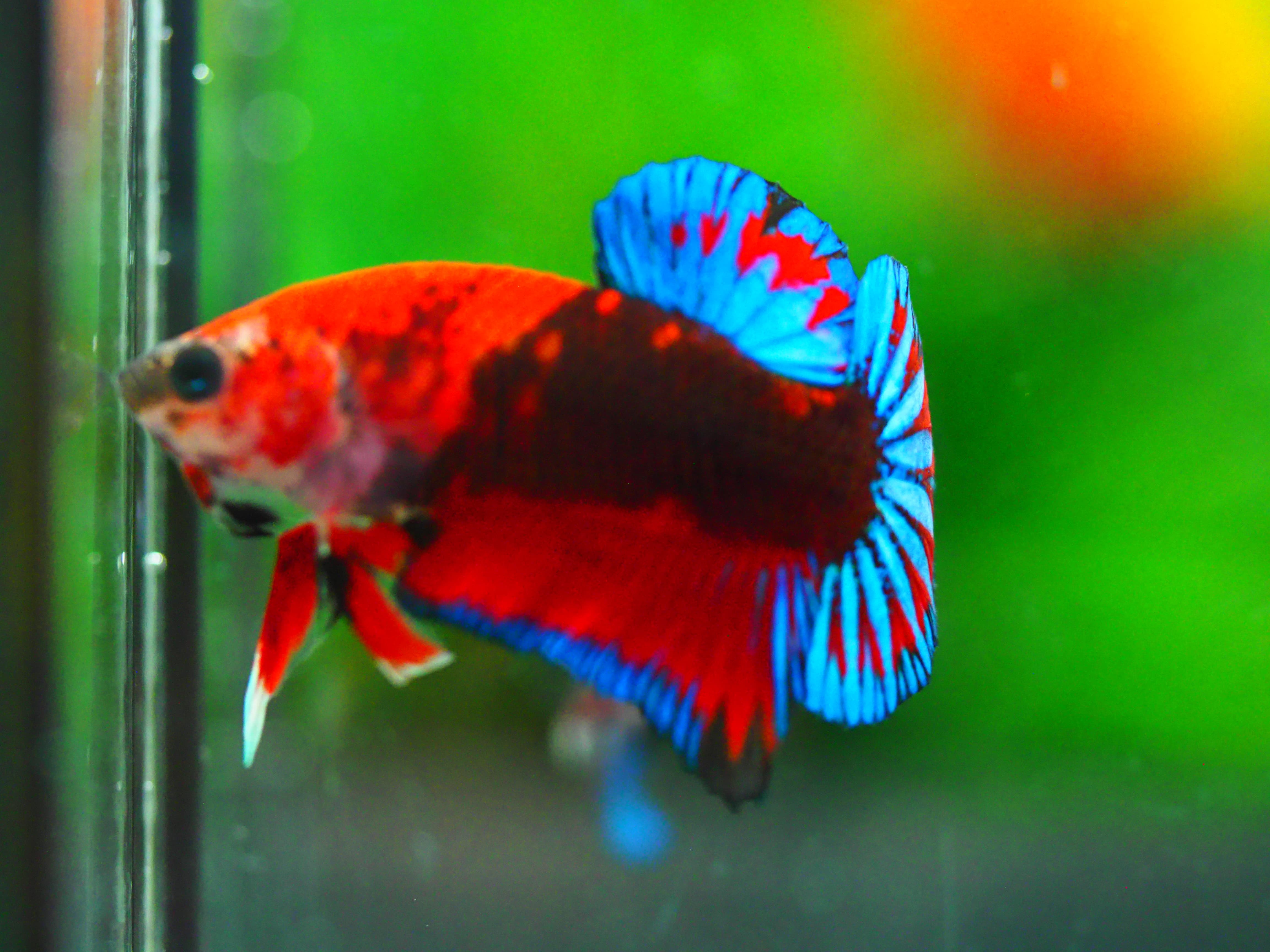 HMPK FANCY MALE GRADE A +++