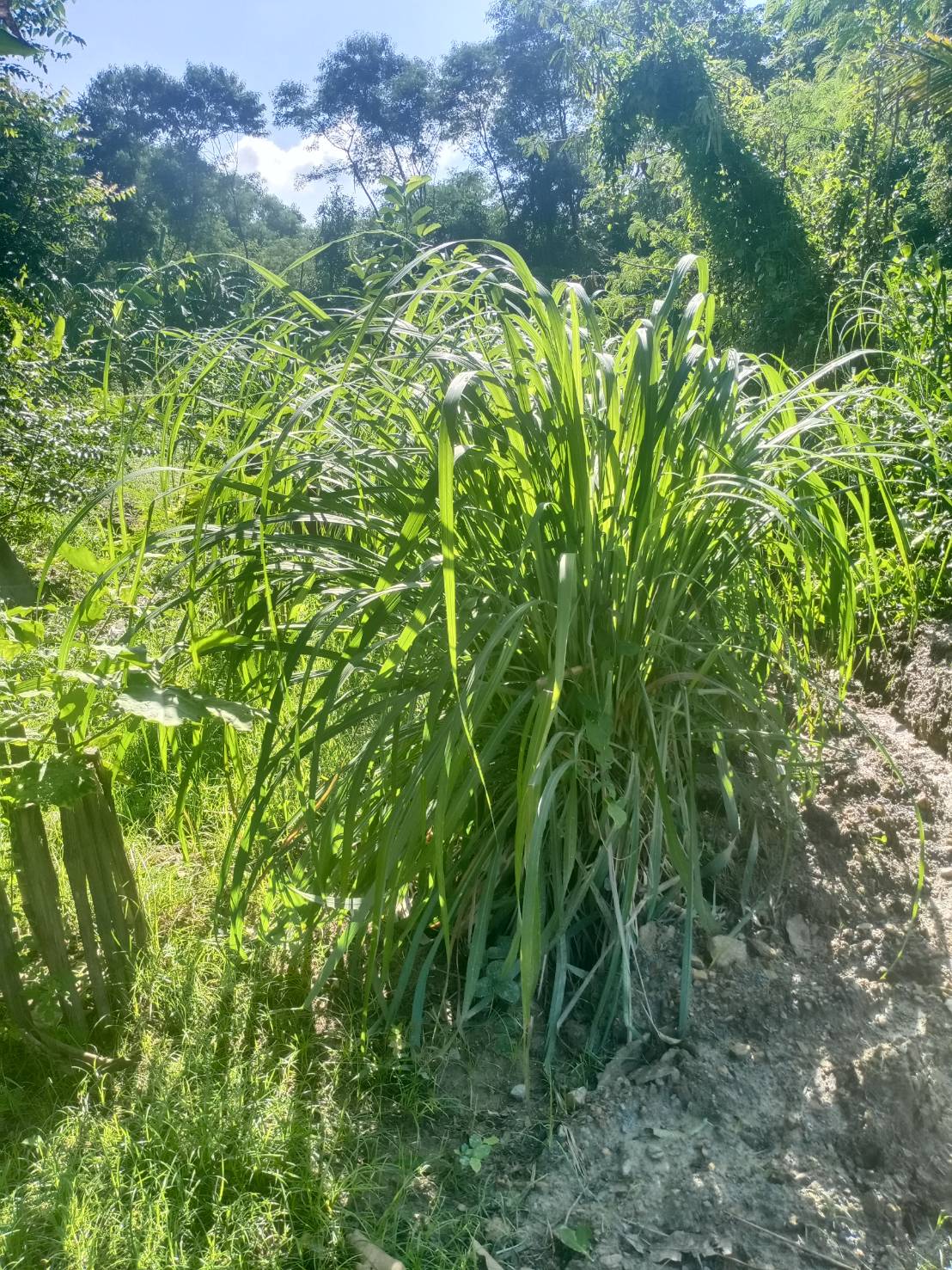 สเปรย์ตะไคร้หอมไล่ยุง100ml Mosquito repellent spray