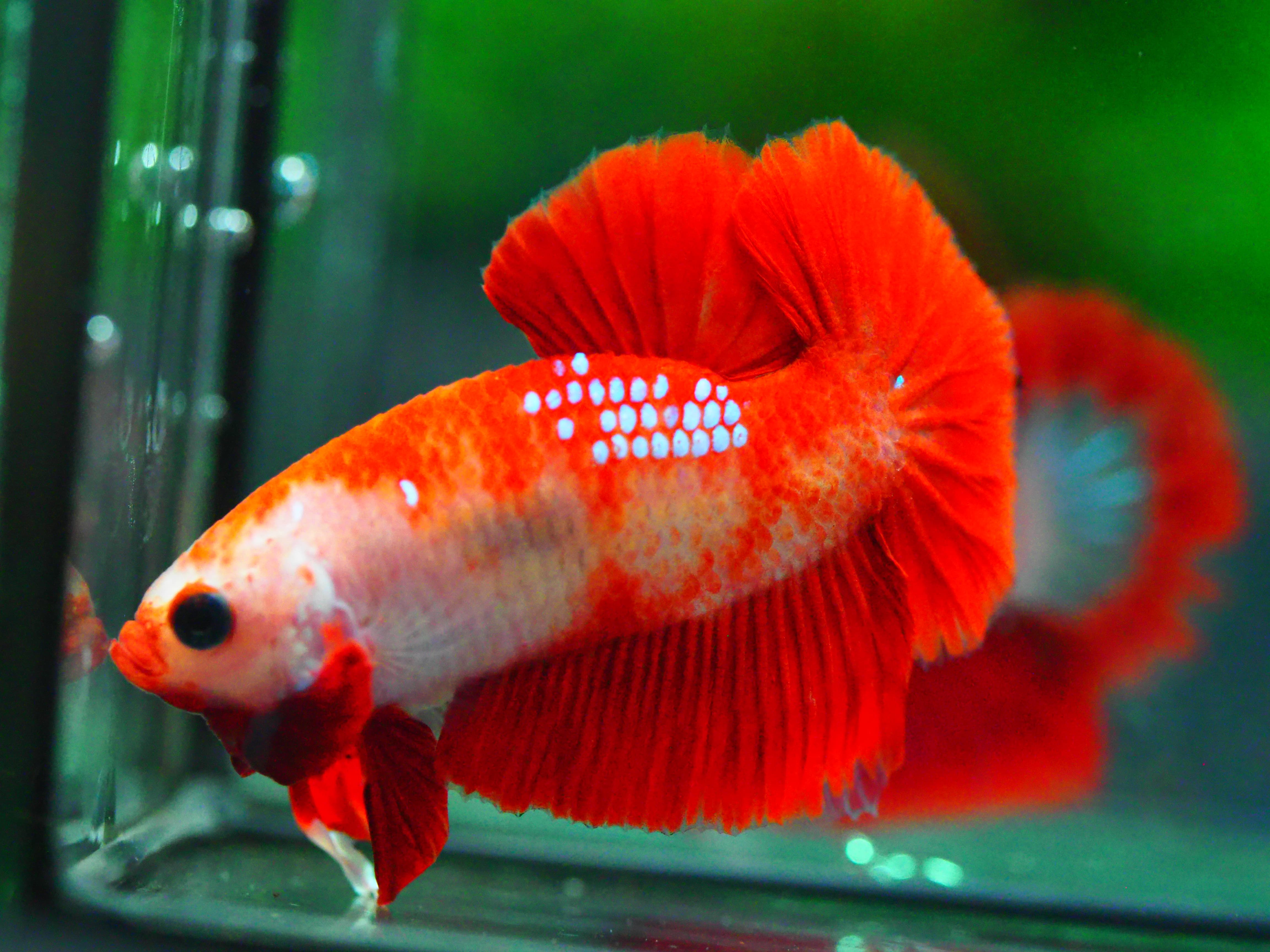 HMPK FANCY MALE GRADE A +++