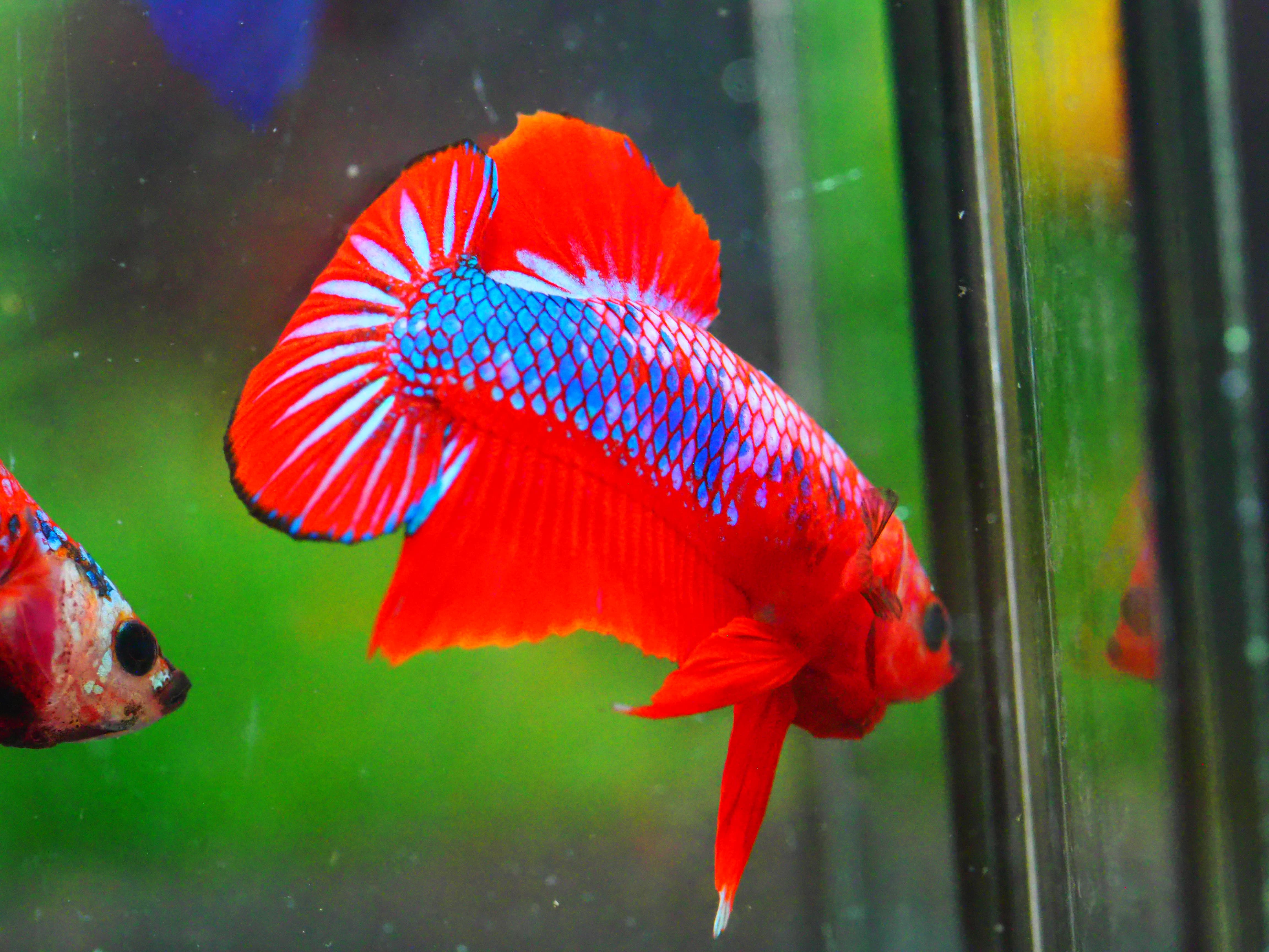 HMPK FANCY MALE GRADE A +++