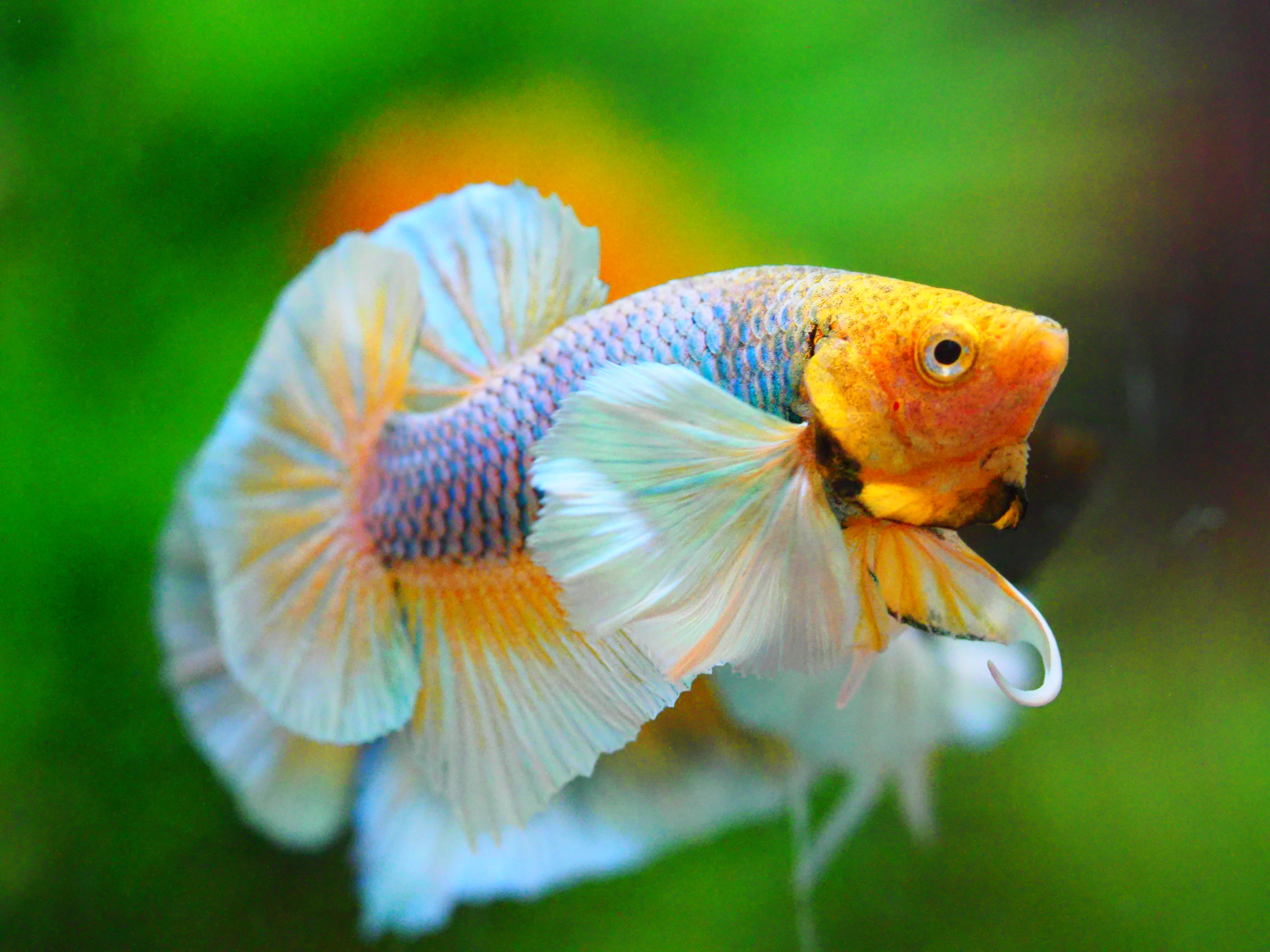 HMPK DUMBO MALE GRADE A +++