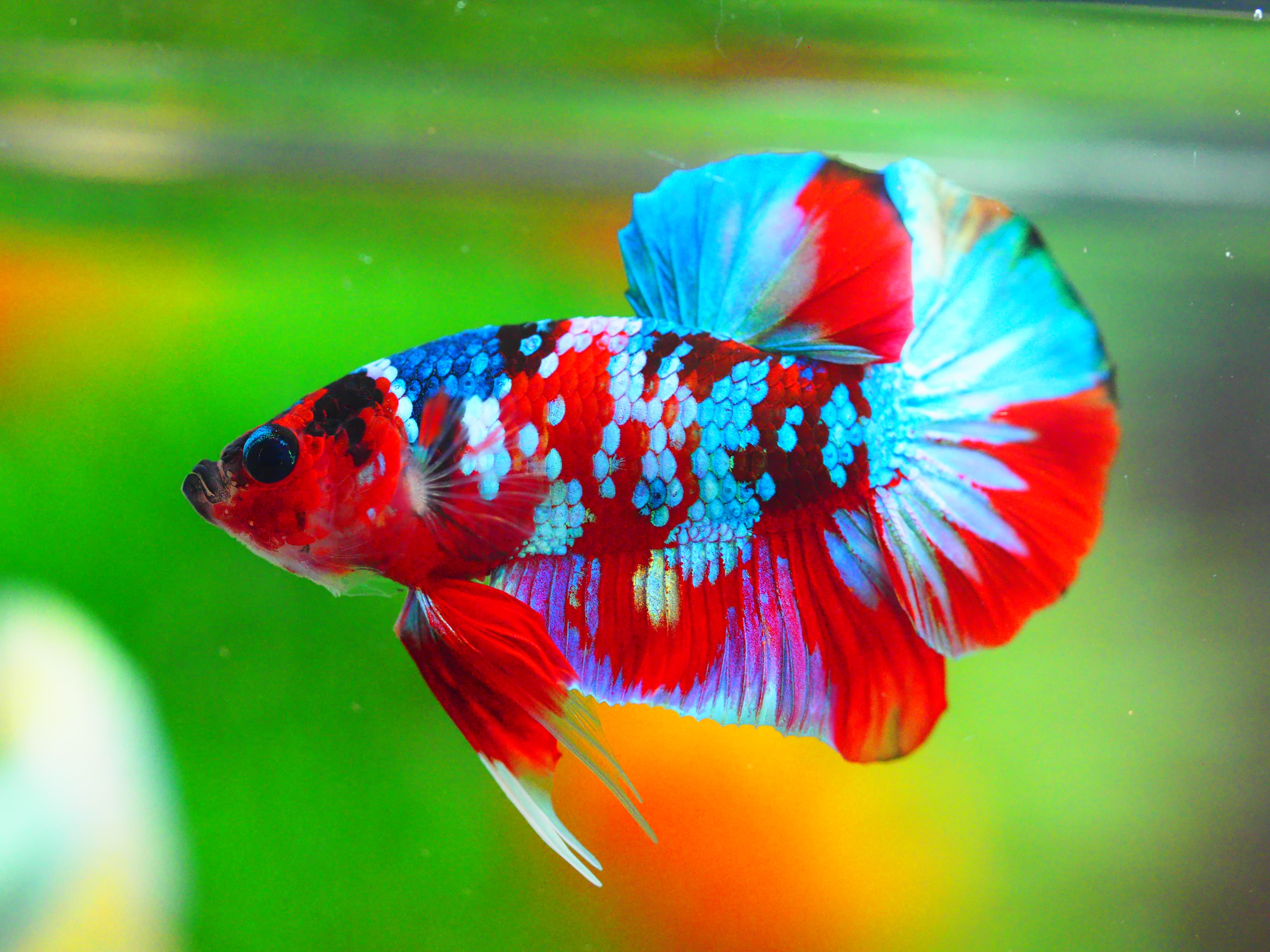 HMPK KOI GALAXY MALE GRADE A +++