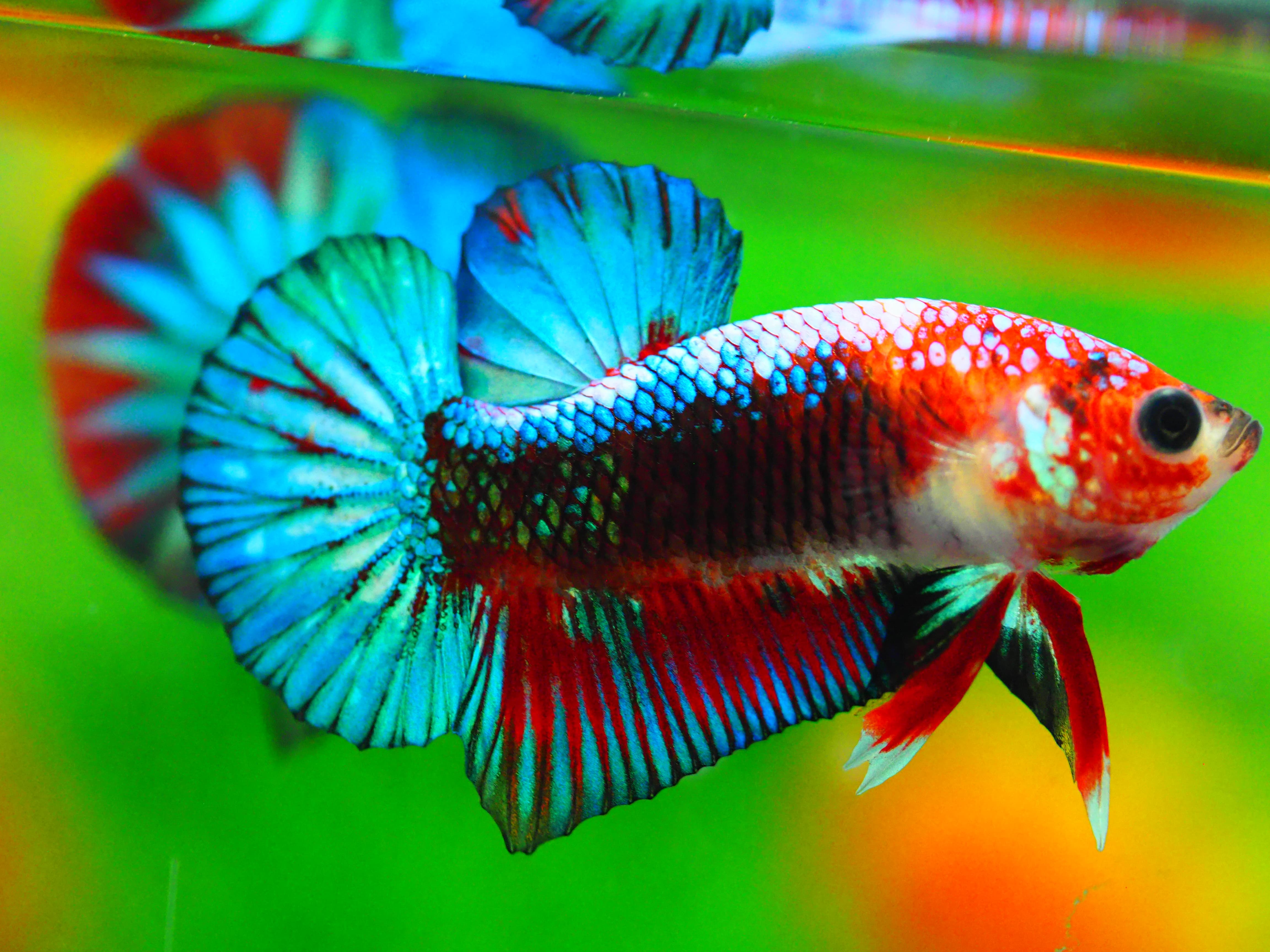 HMPK FANCY MALE GRADE A +++