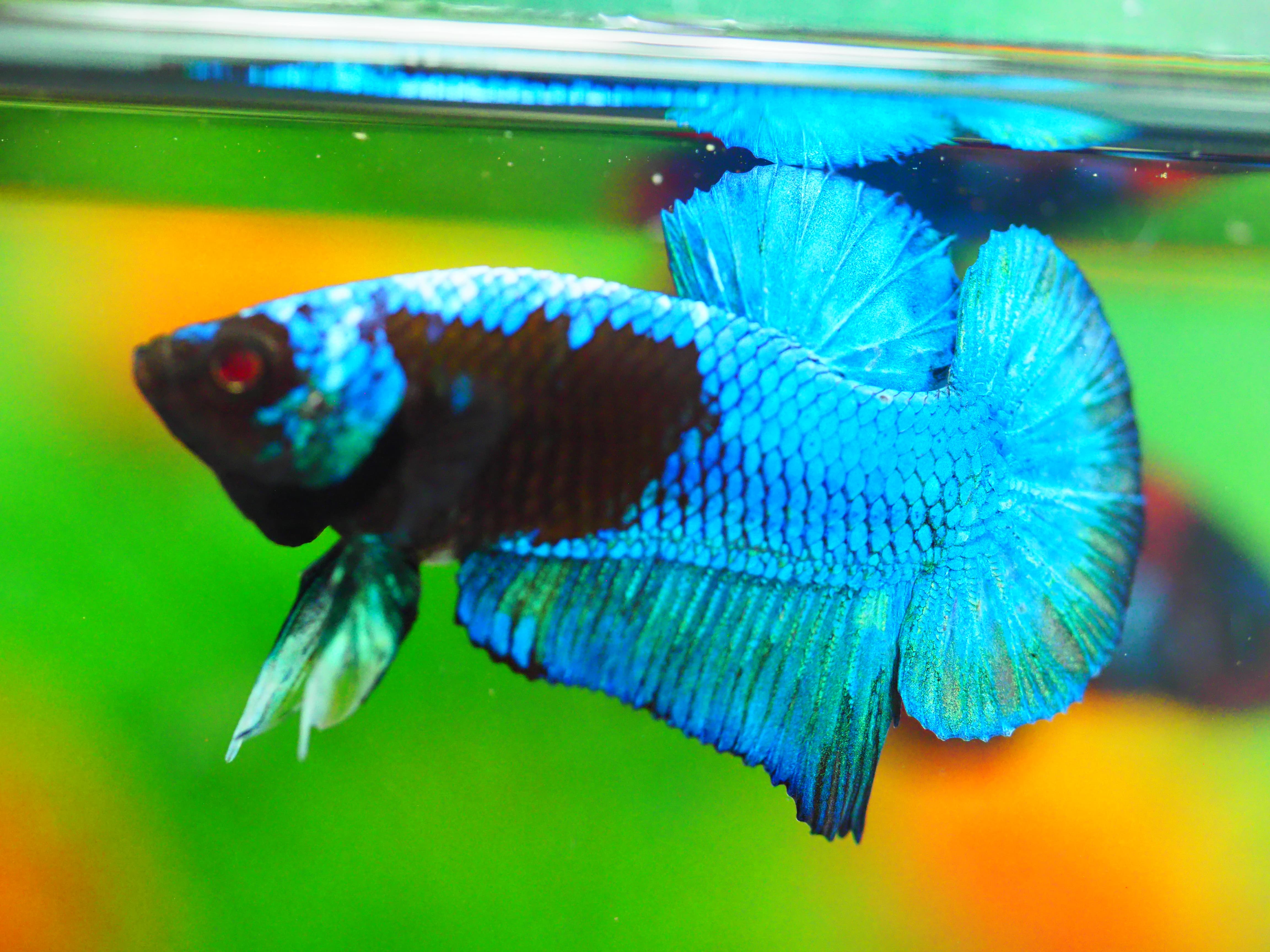 HMPK KOI GALAXY MALE GRADE A +++