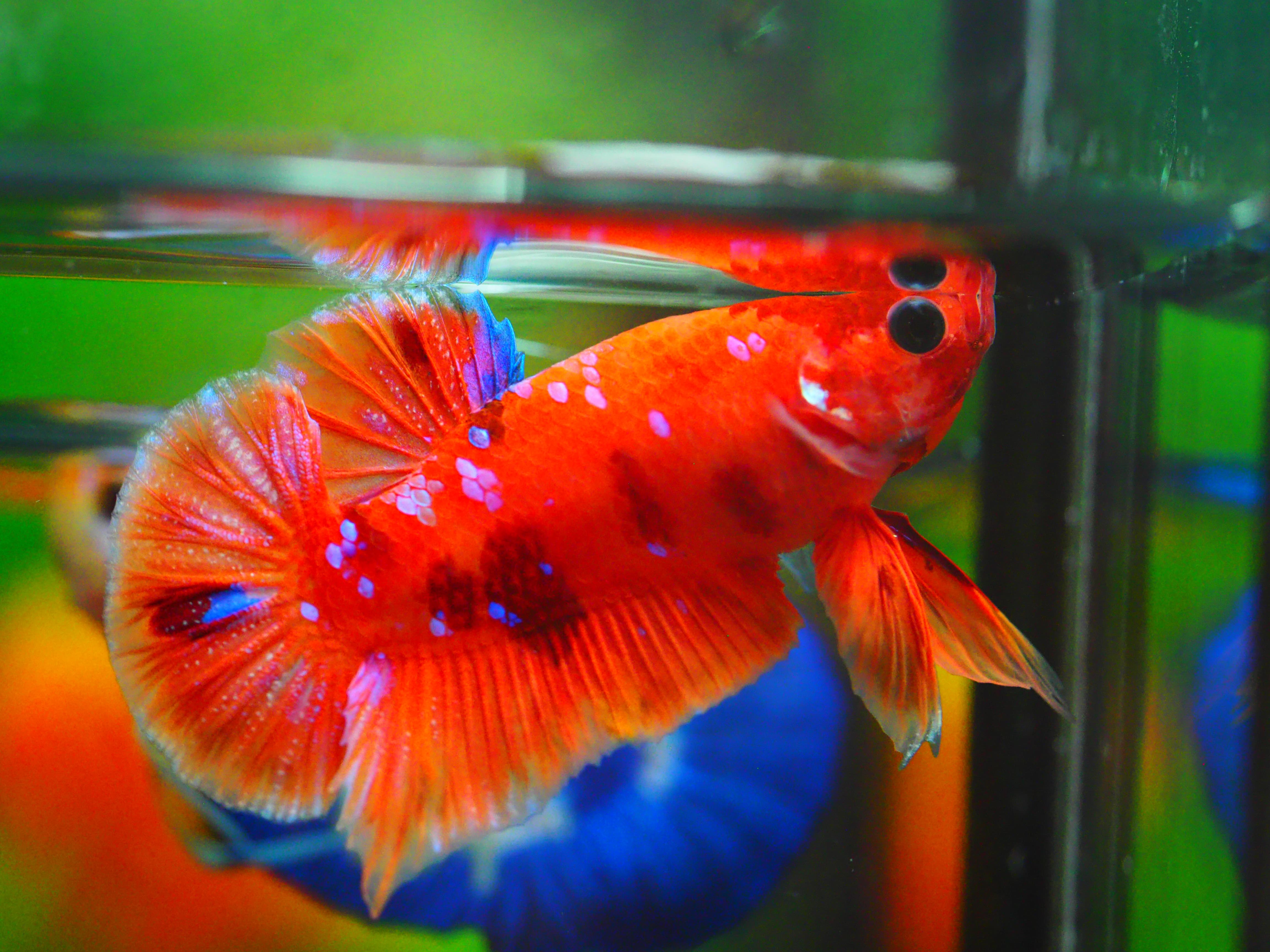 HMPK NEMO GALAXY MALE GRADE A +++ ปลาเด็ก