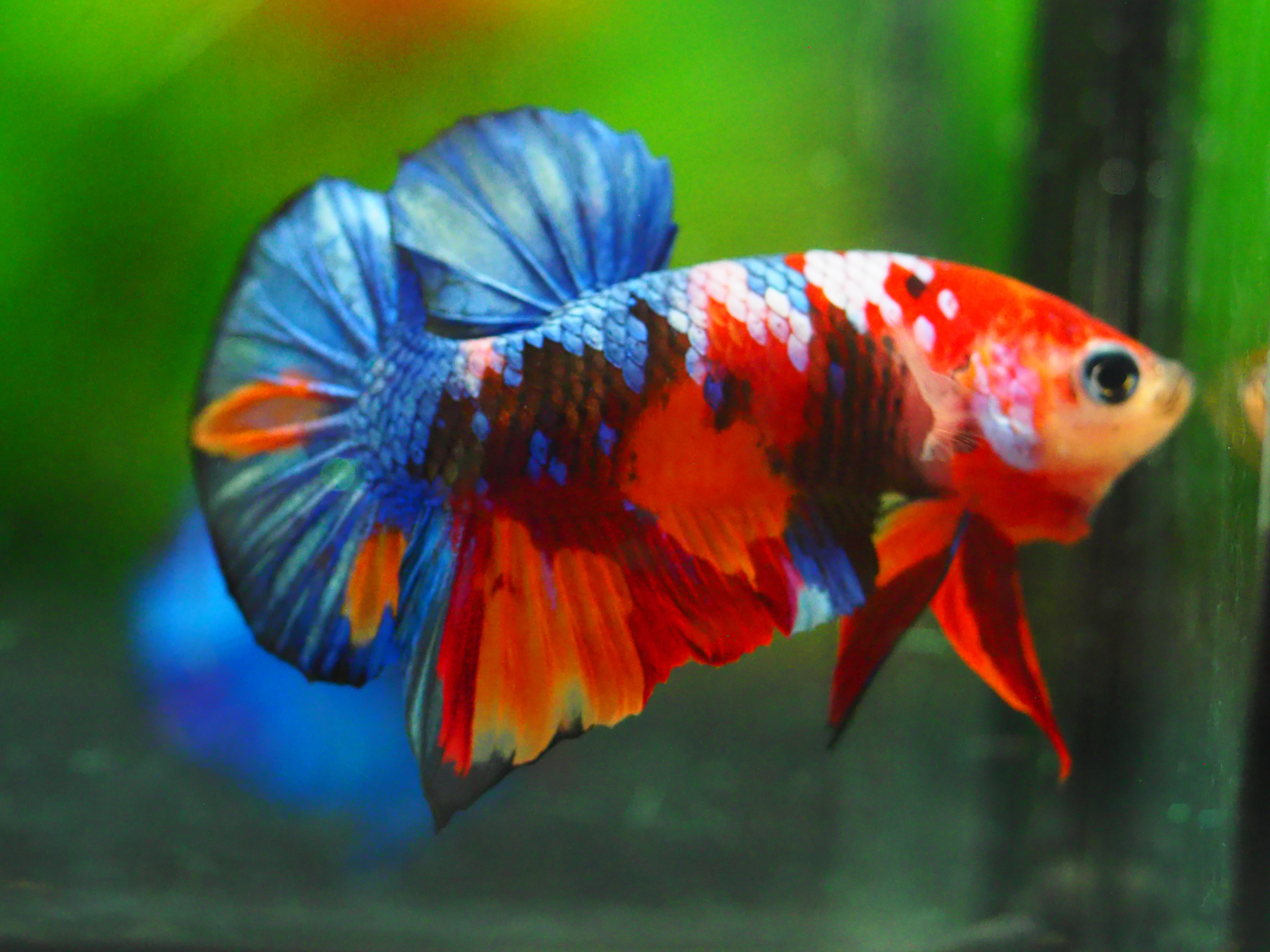 HMPK KOI GALAXY MALE GRADE A +++