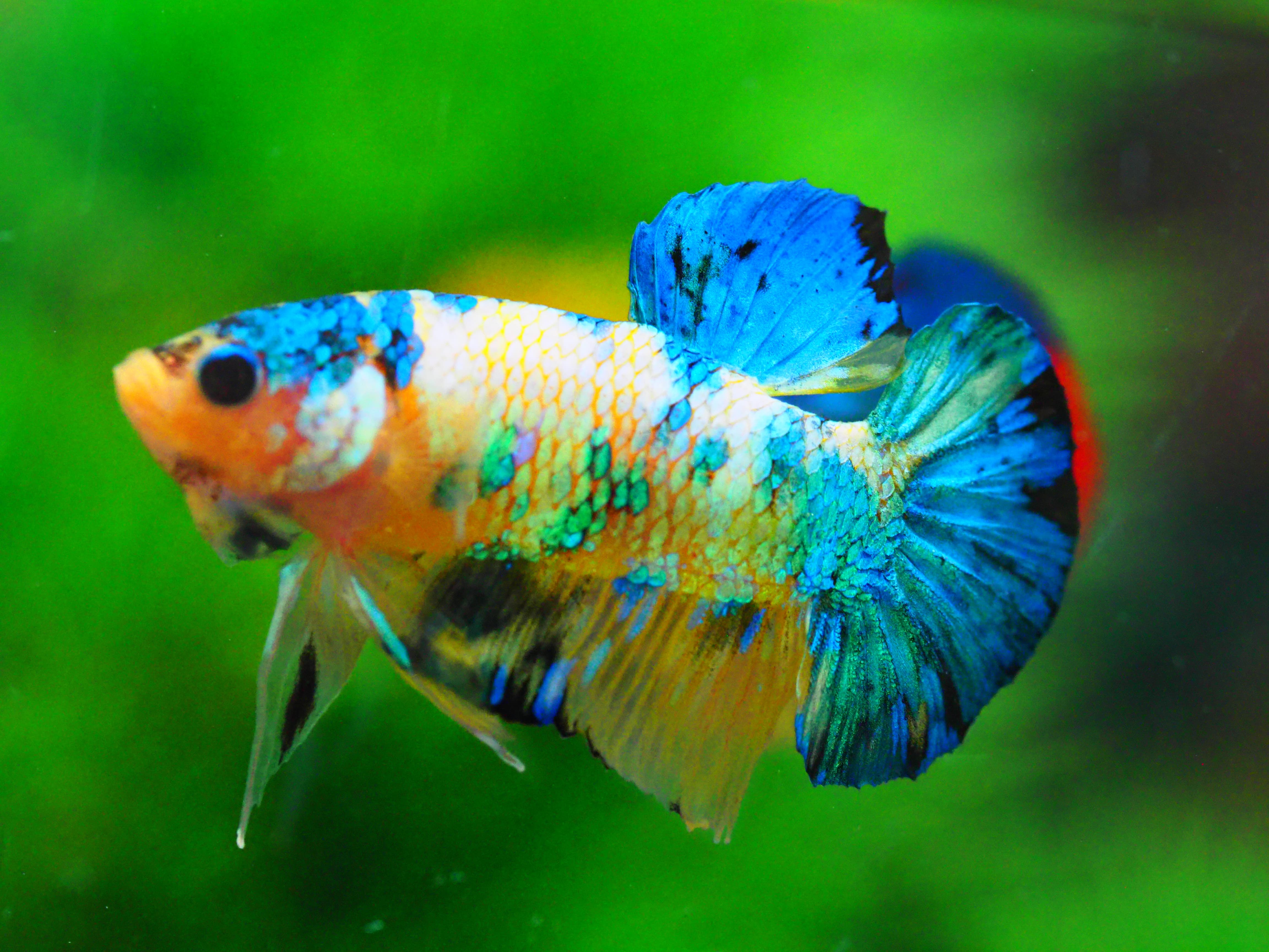 HMPK KOI YELLOW MALE GRADE A +++
