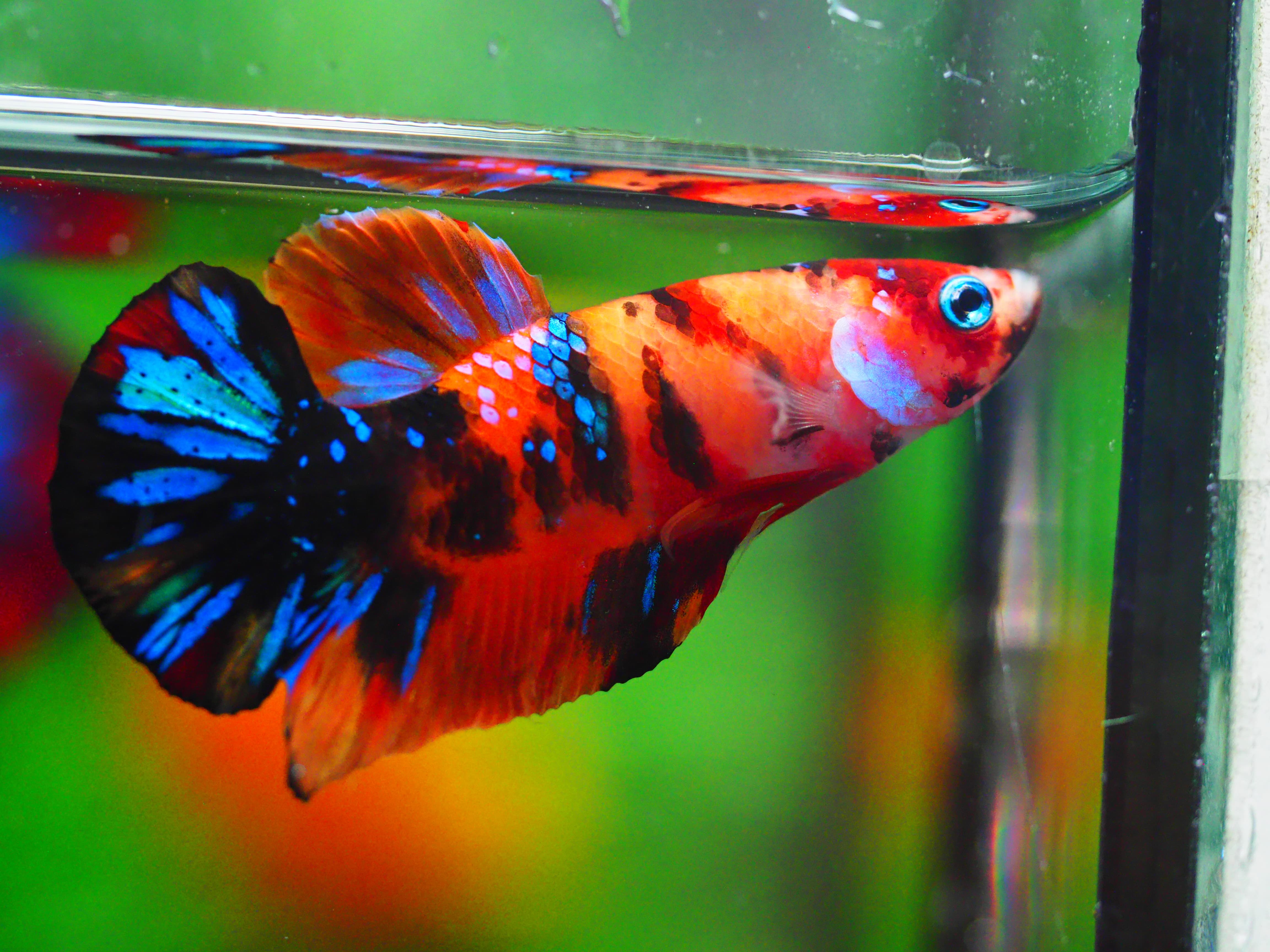 HMPK NEMO GALAXY MALE GRADE A +++