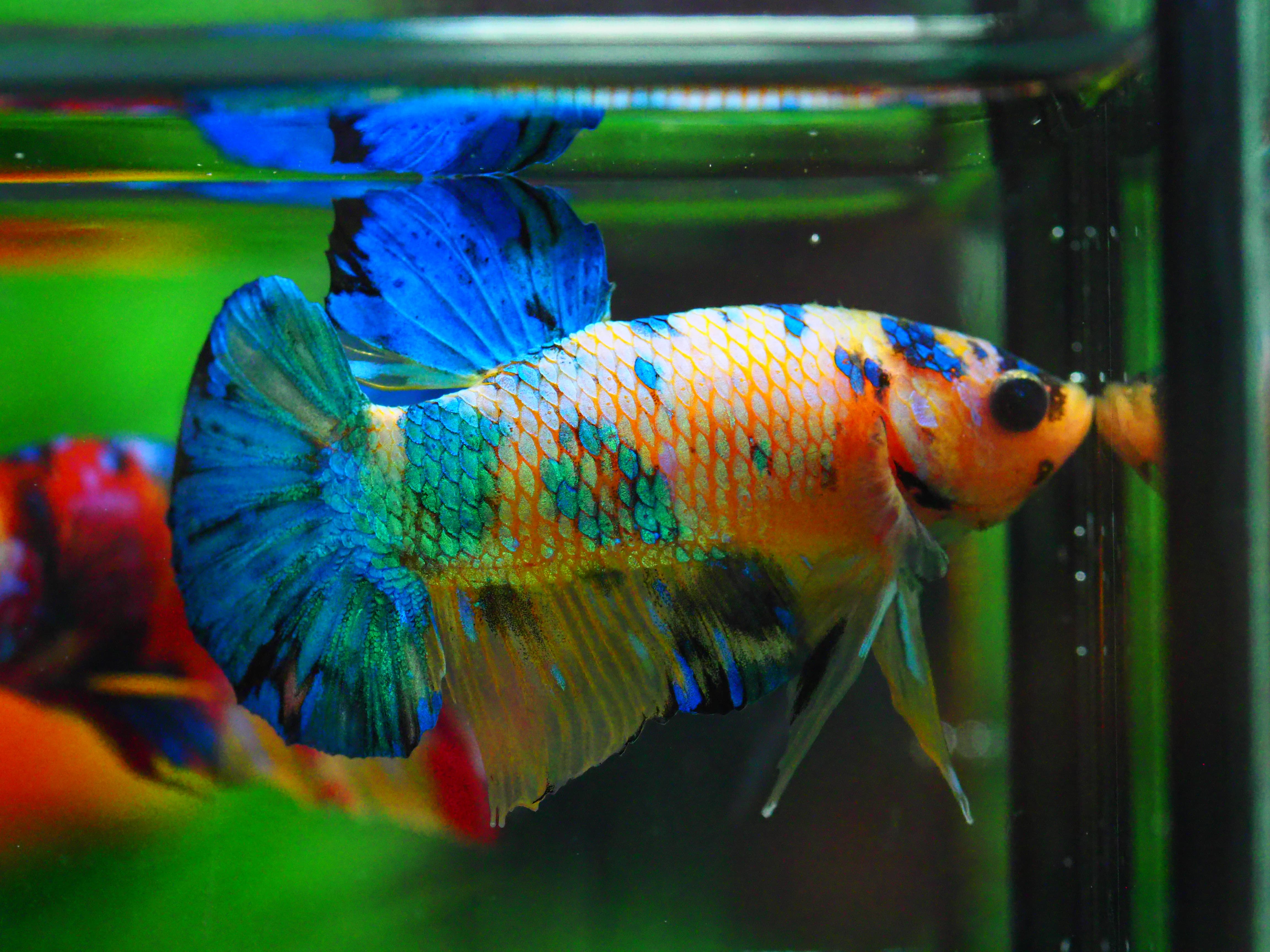 HMPK KOI YELLOW MALE GRADE A +++