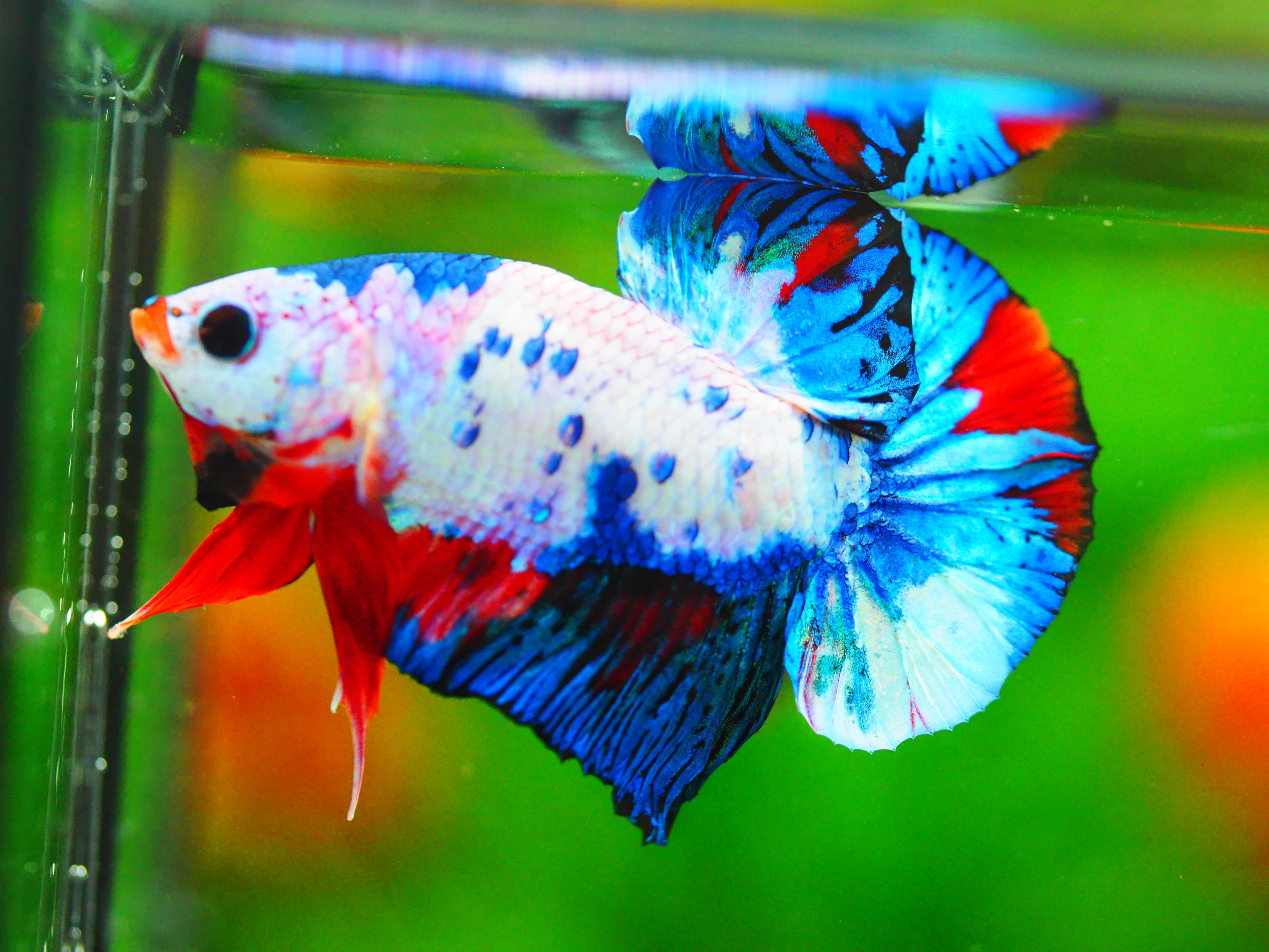 HMPK KOI FANCY MALE GRADE A +++