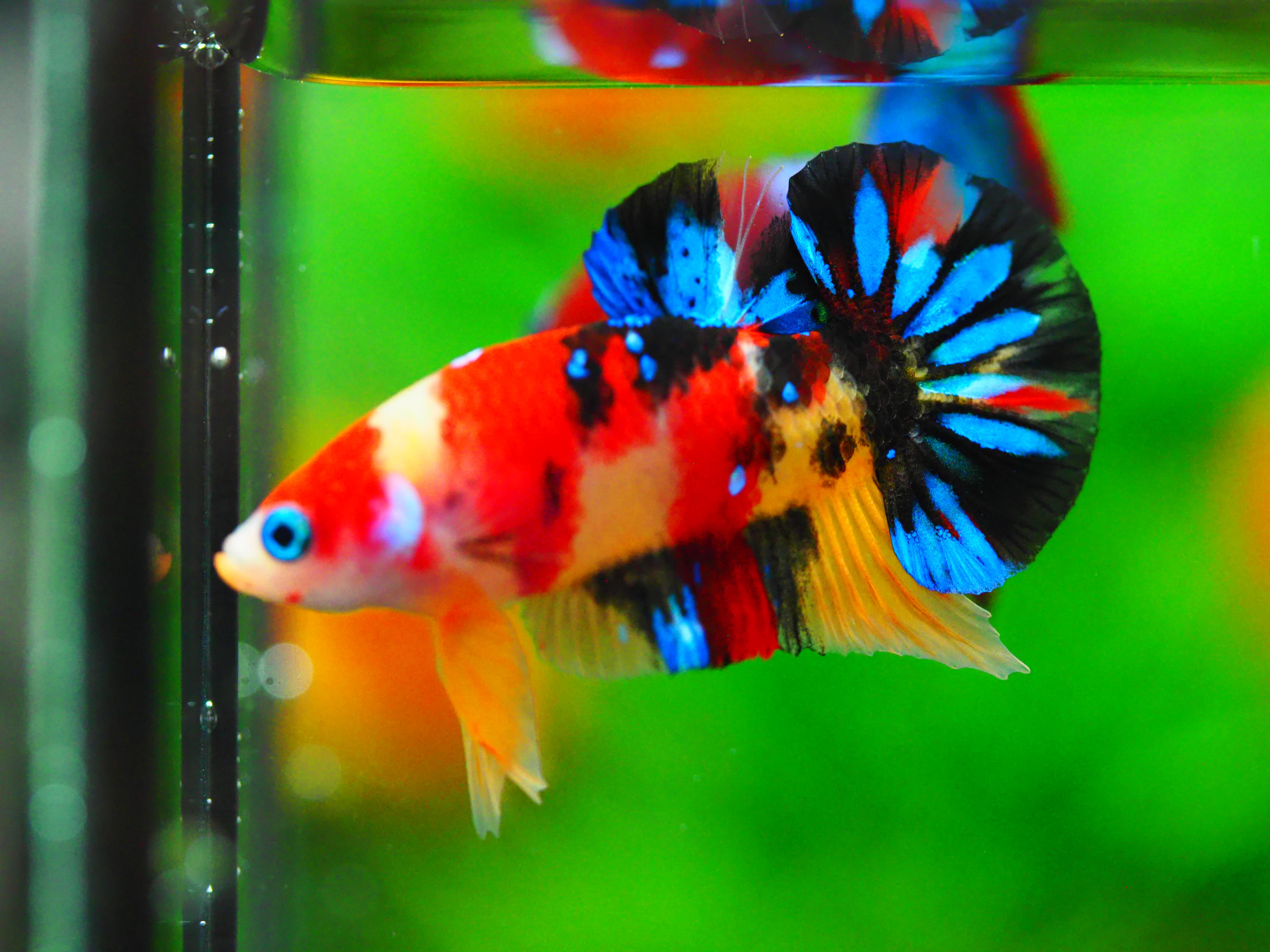 HMPK NEMO GALAXY MALE GRADE A +++