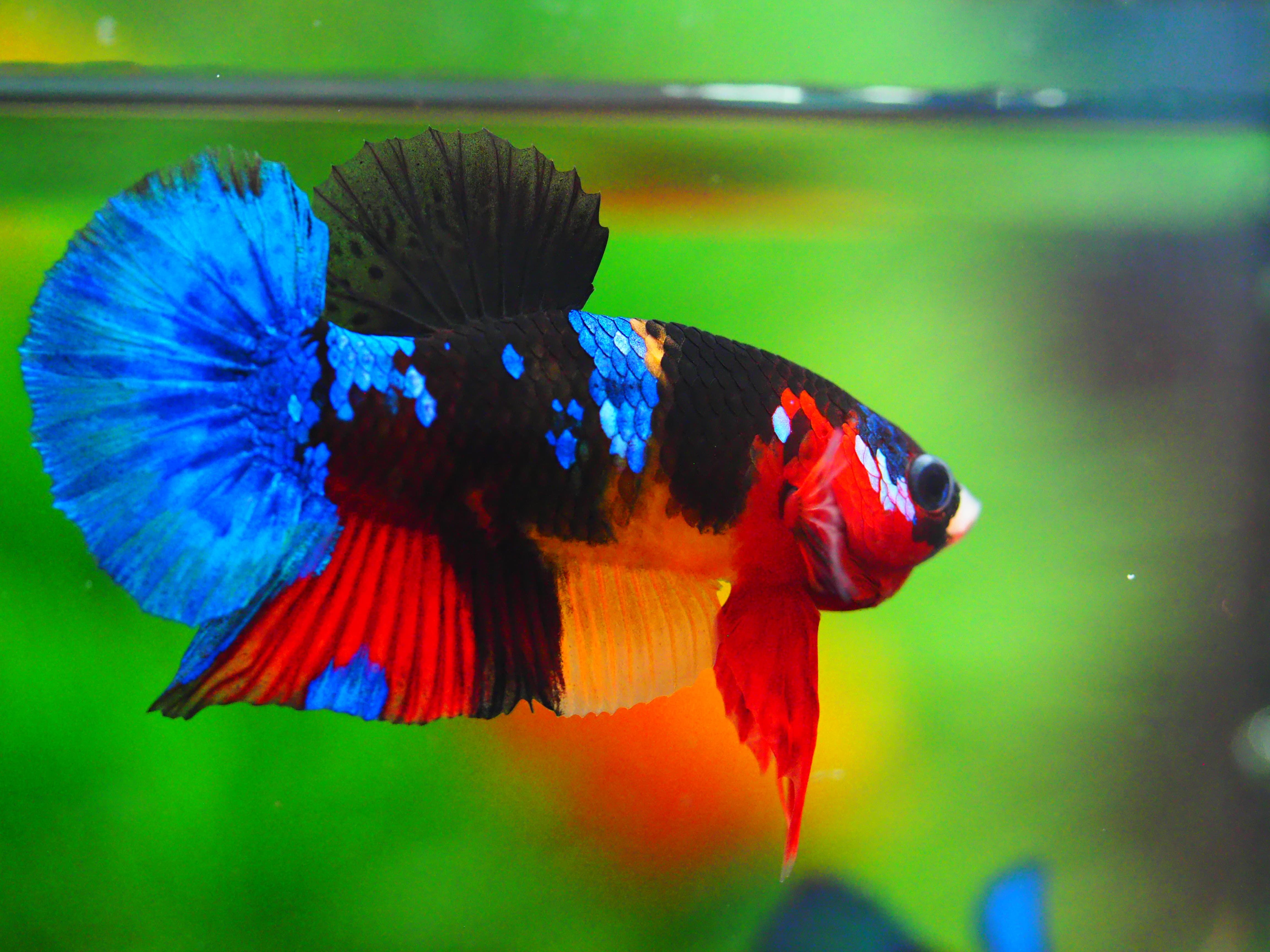 HMPK KOI GALAXY MALE GRADE A +++