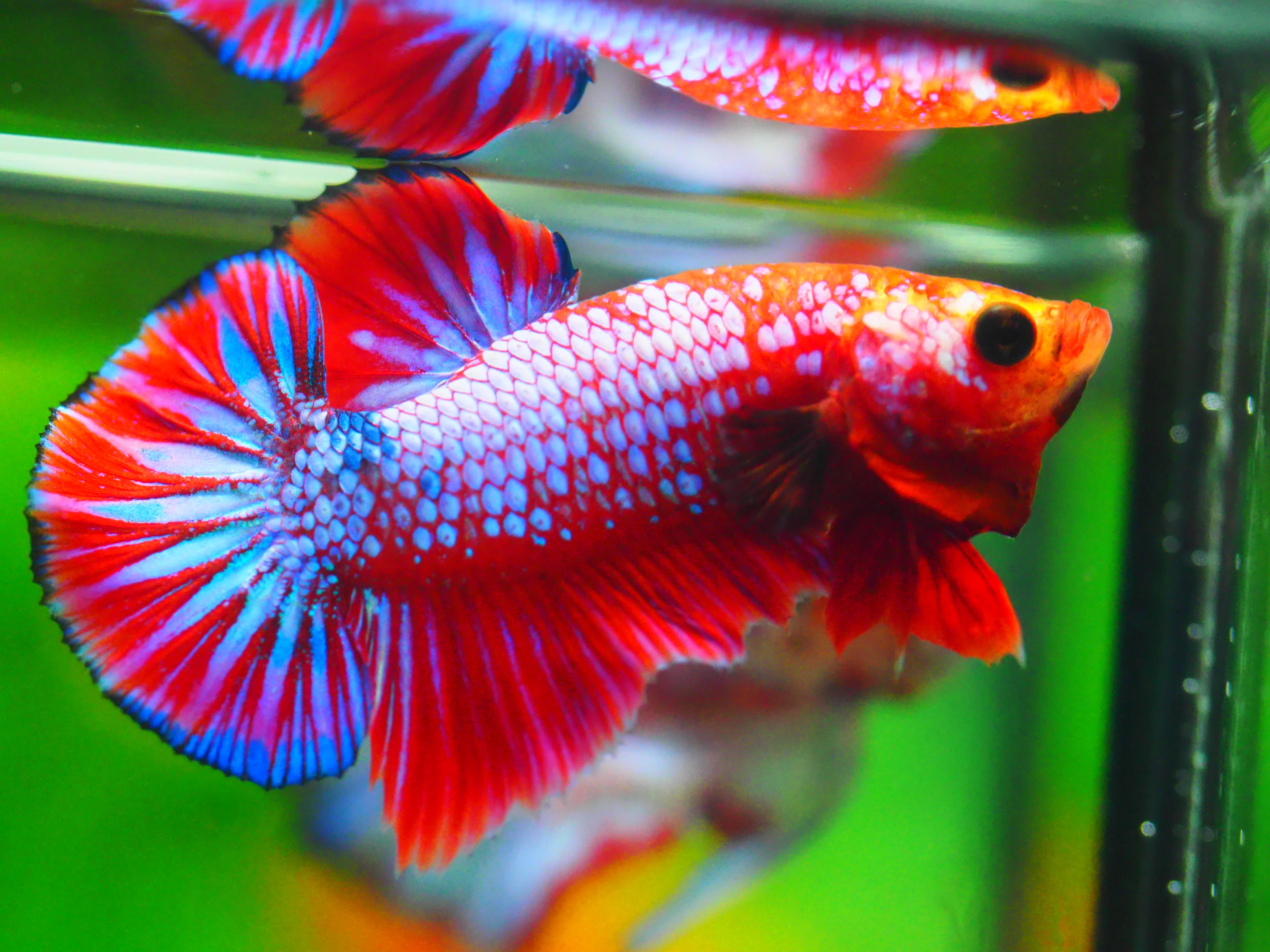 HMPK FANCY MALE GRADE A +++