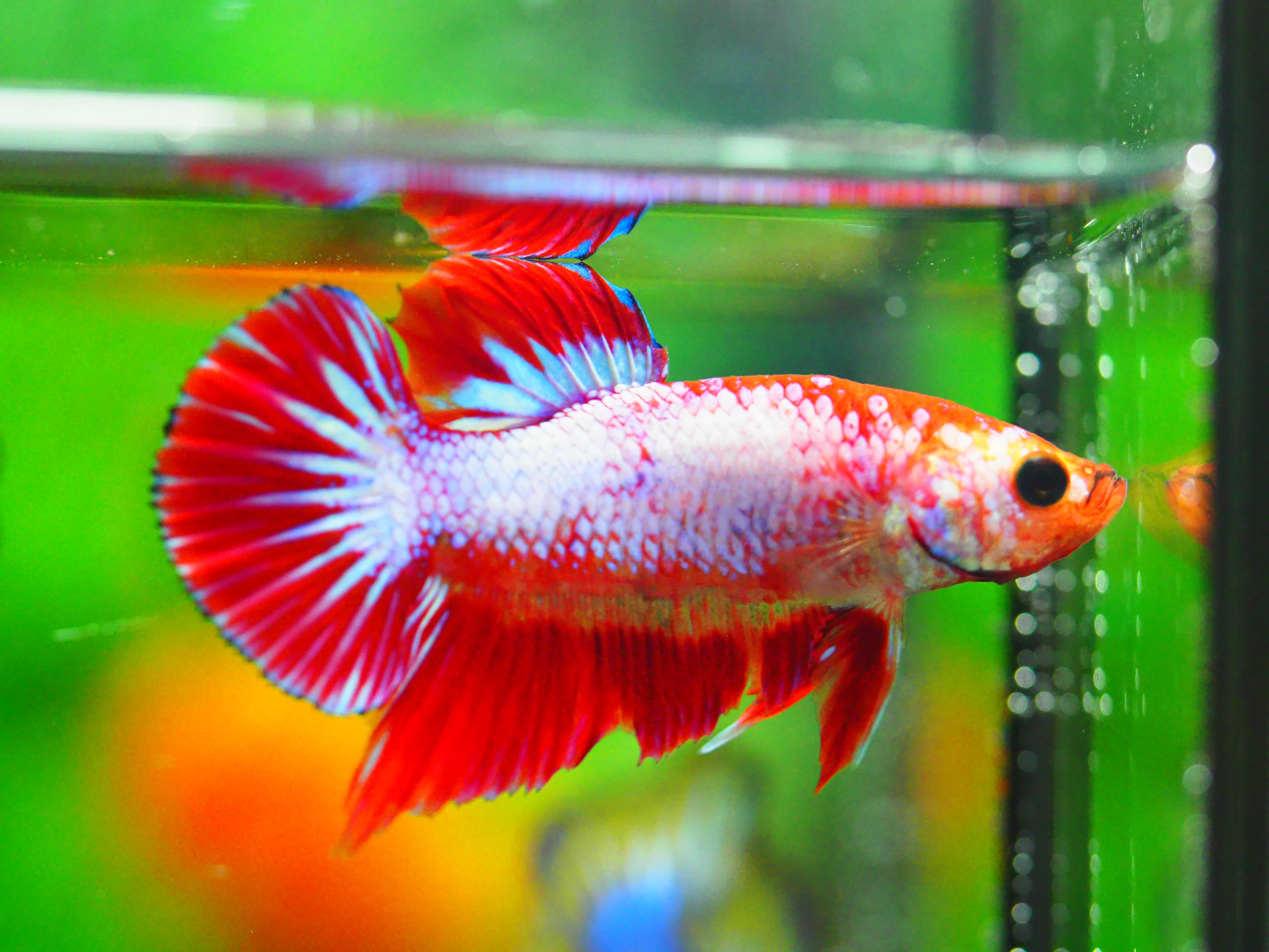 HMPK FANCY MALE GRADE A +++