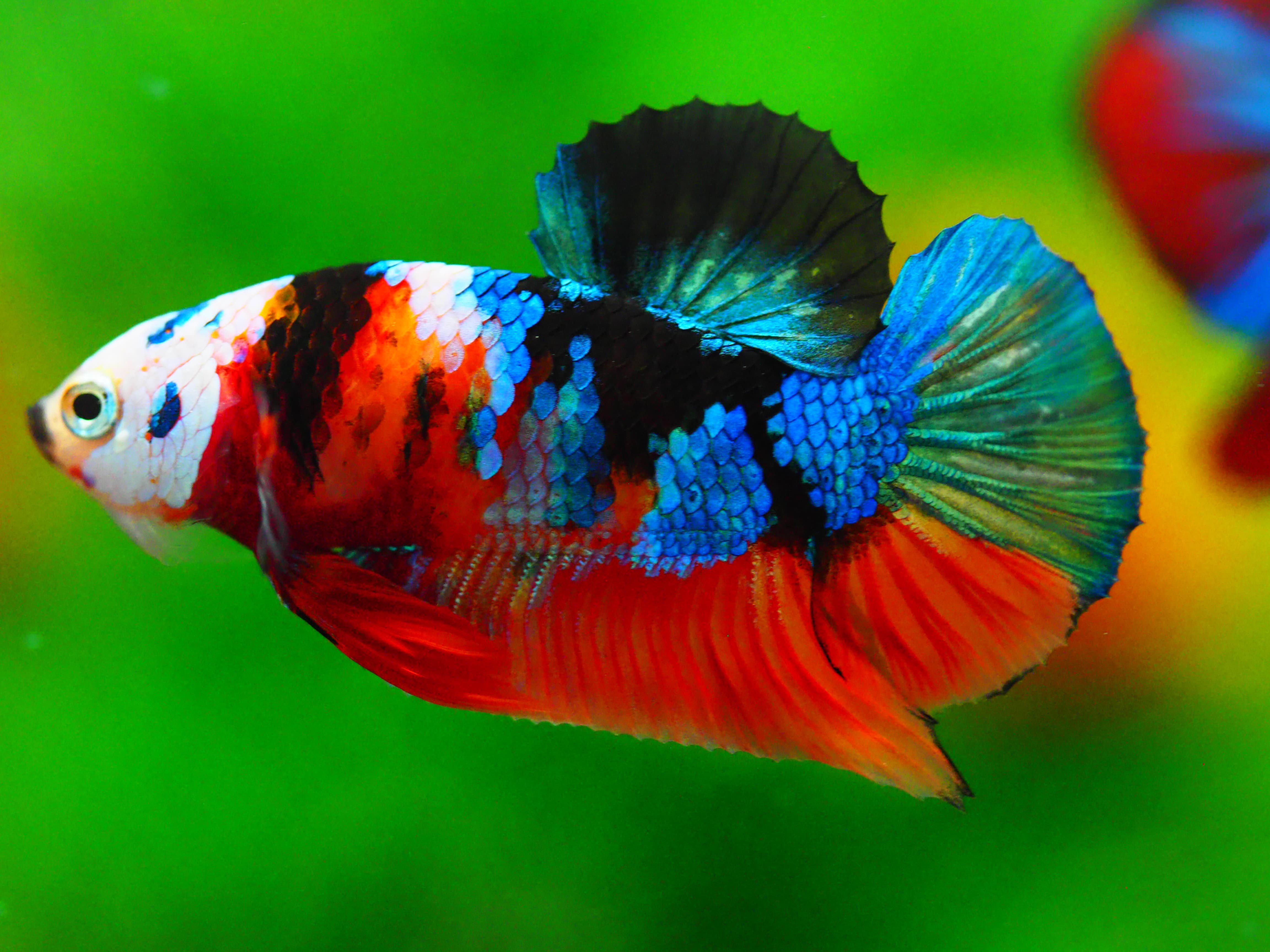 HMPK NEMO GALAXY MALE GRADE A +++