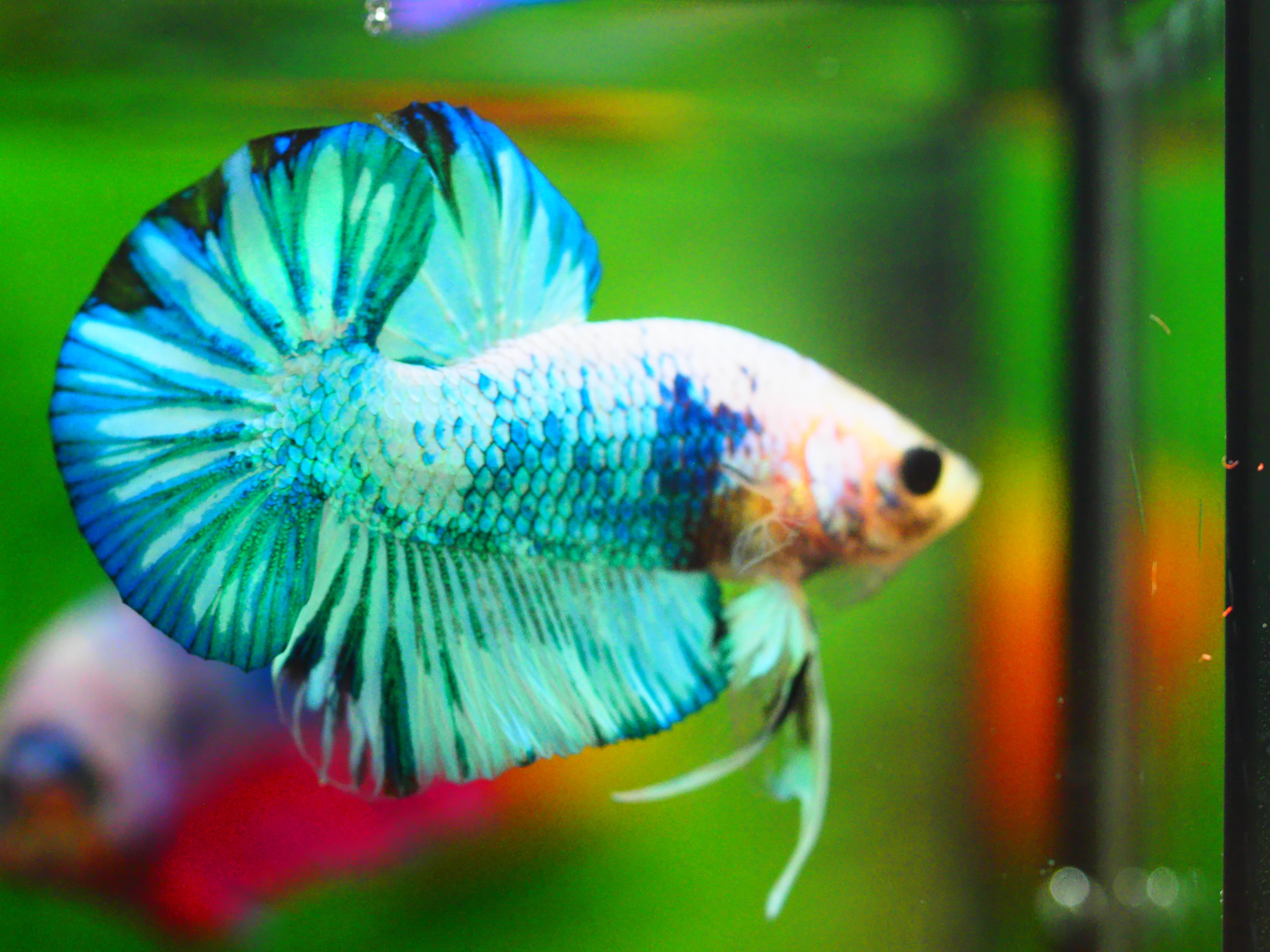 HMPK FANCY MALE GRADE A +++