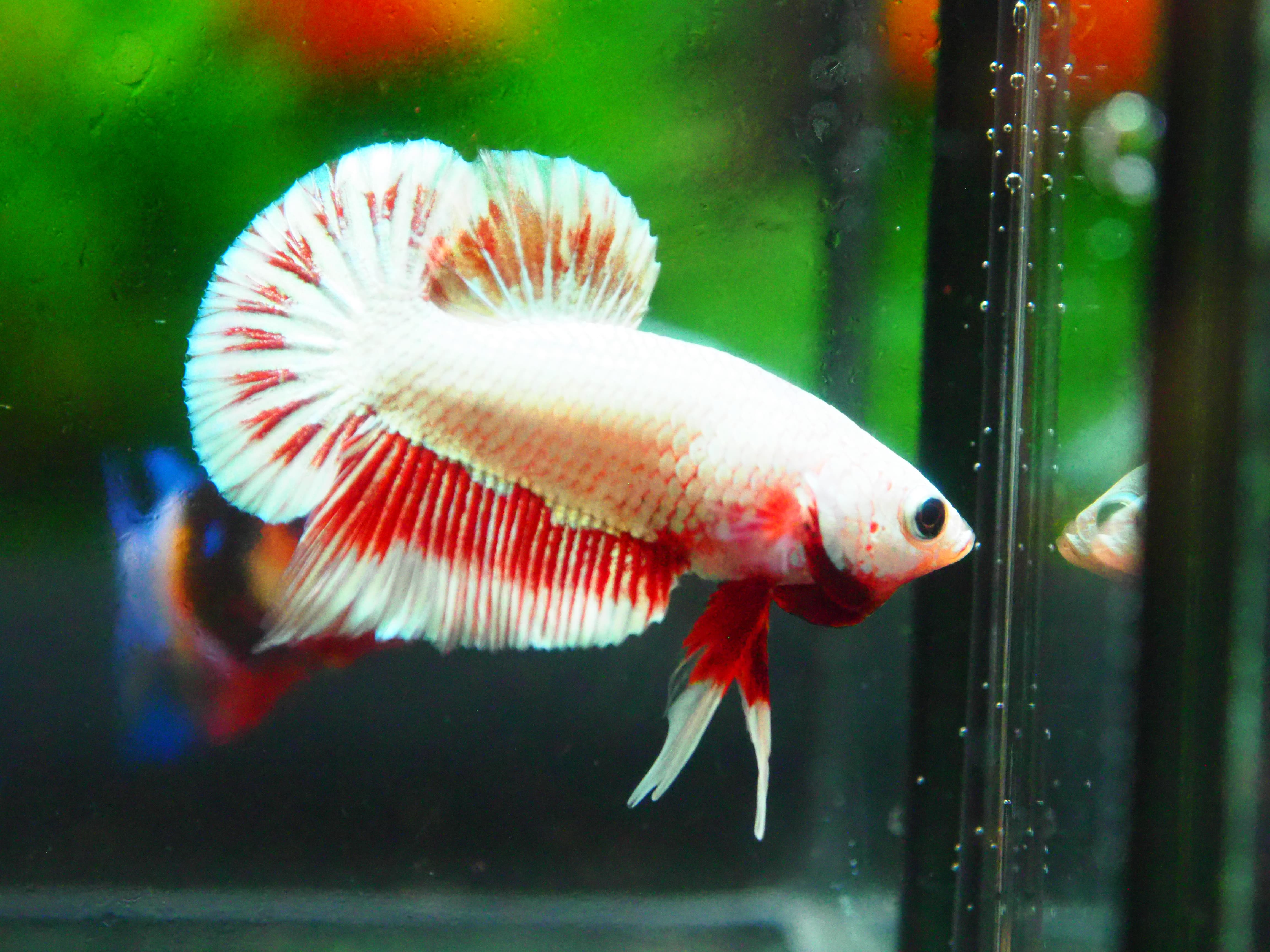 HMPK COPPER FANCY MALE GRADE A +++