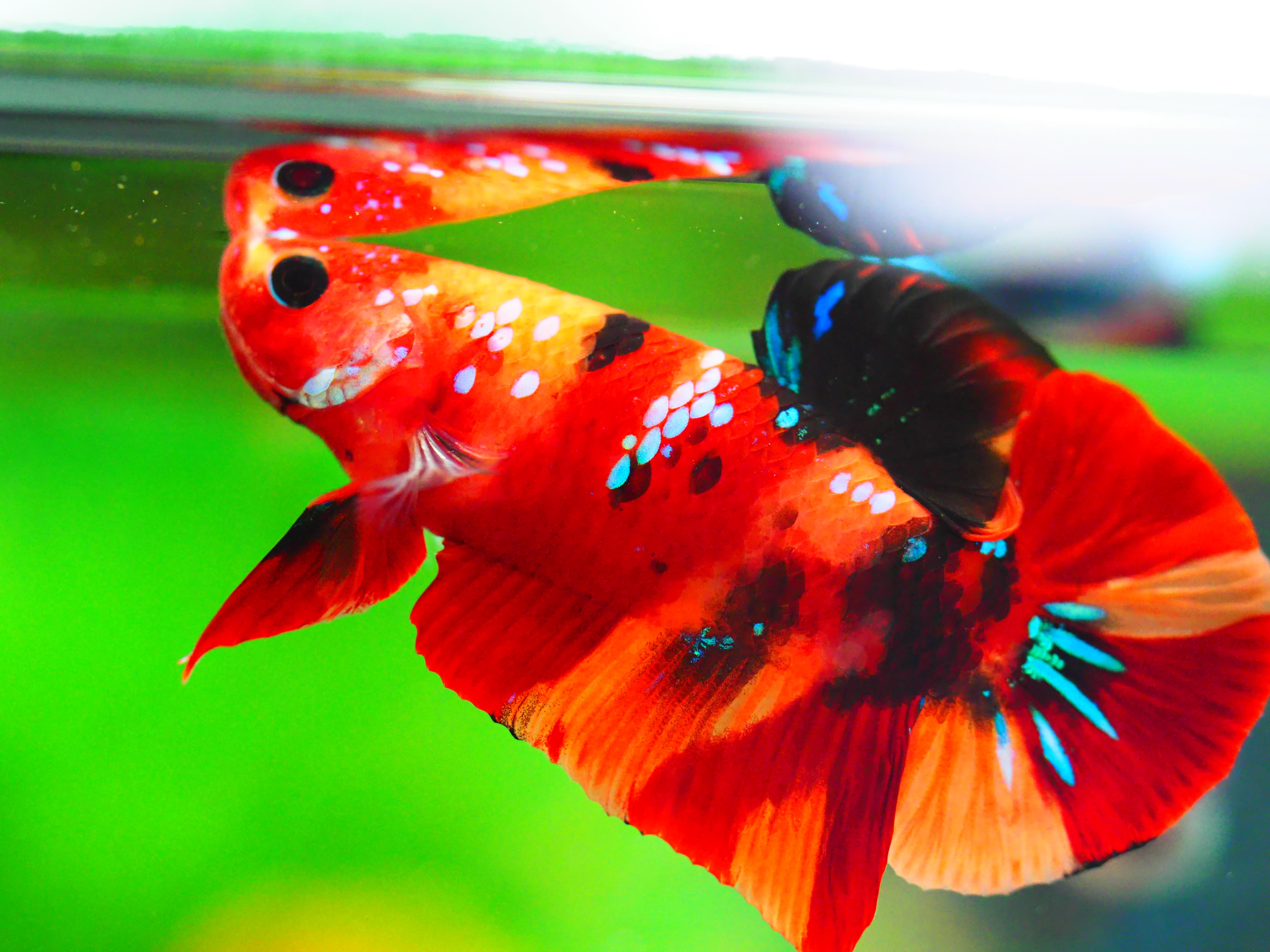 HMPK NEMO GALAXY MALE GRADE A +++