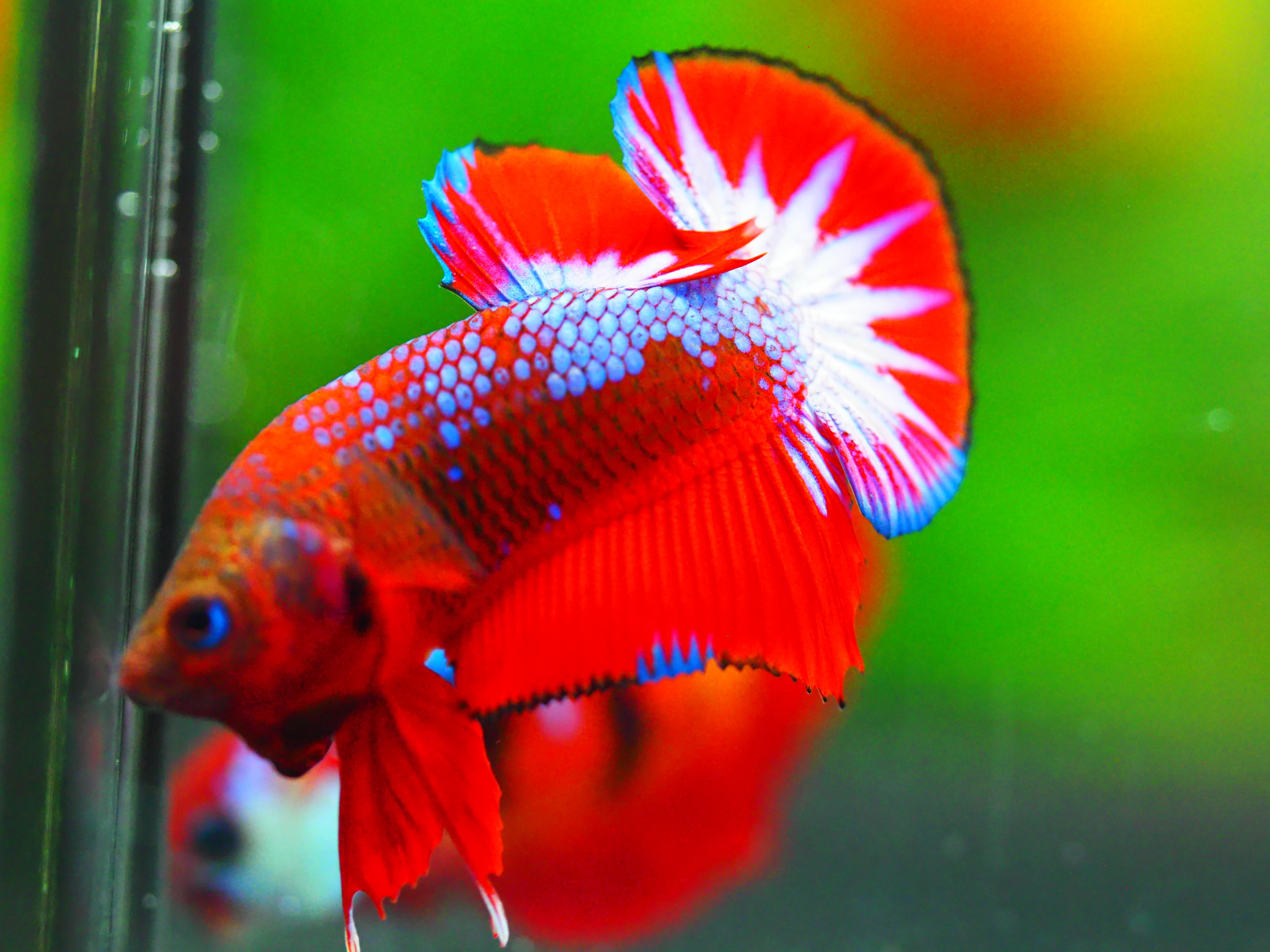 HMPK FANCY MALE GRADE A +++