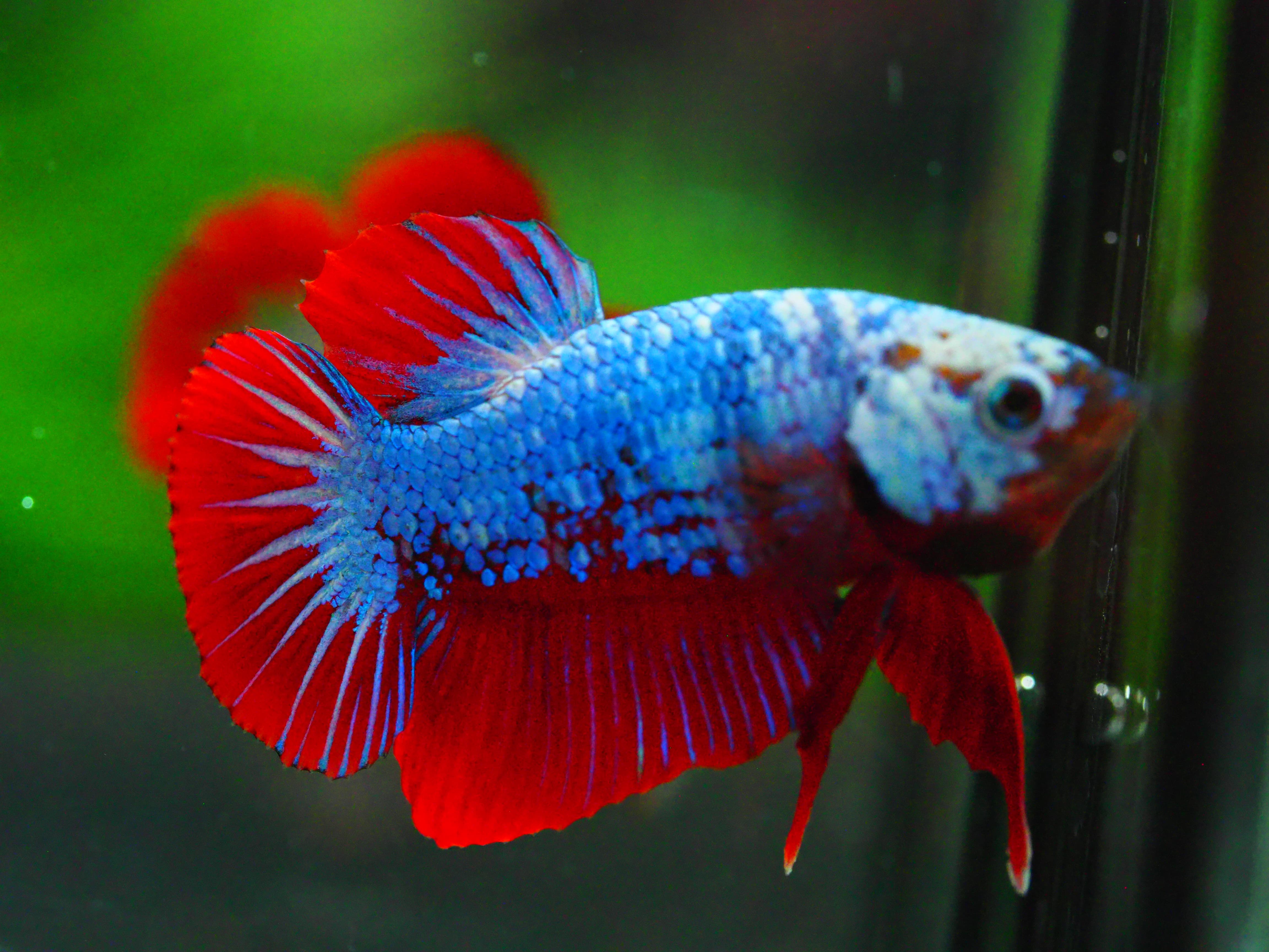 HMPK FANCY MALE GRADE A +++