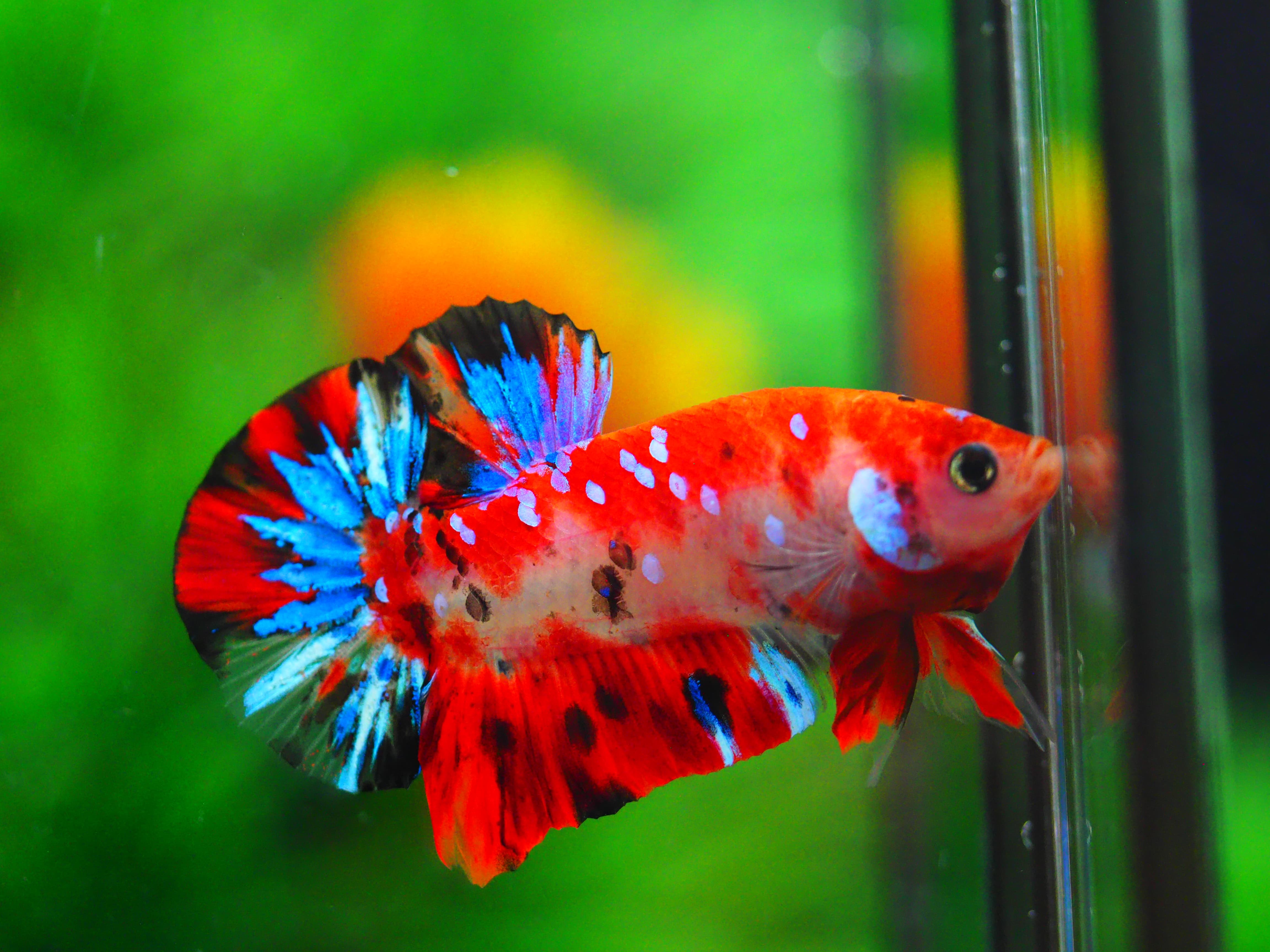 HMPK KOI GALAXY MALE GRADE A++
