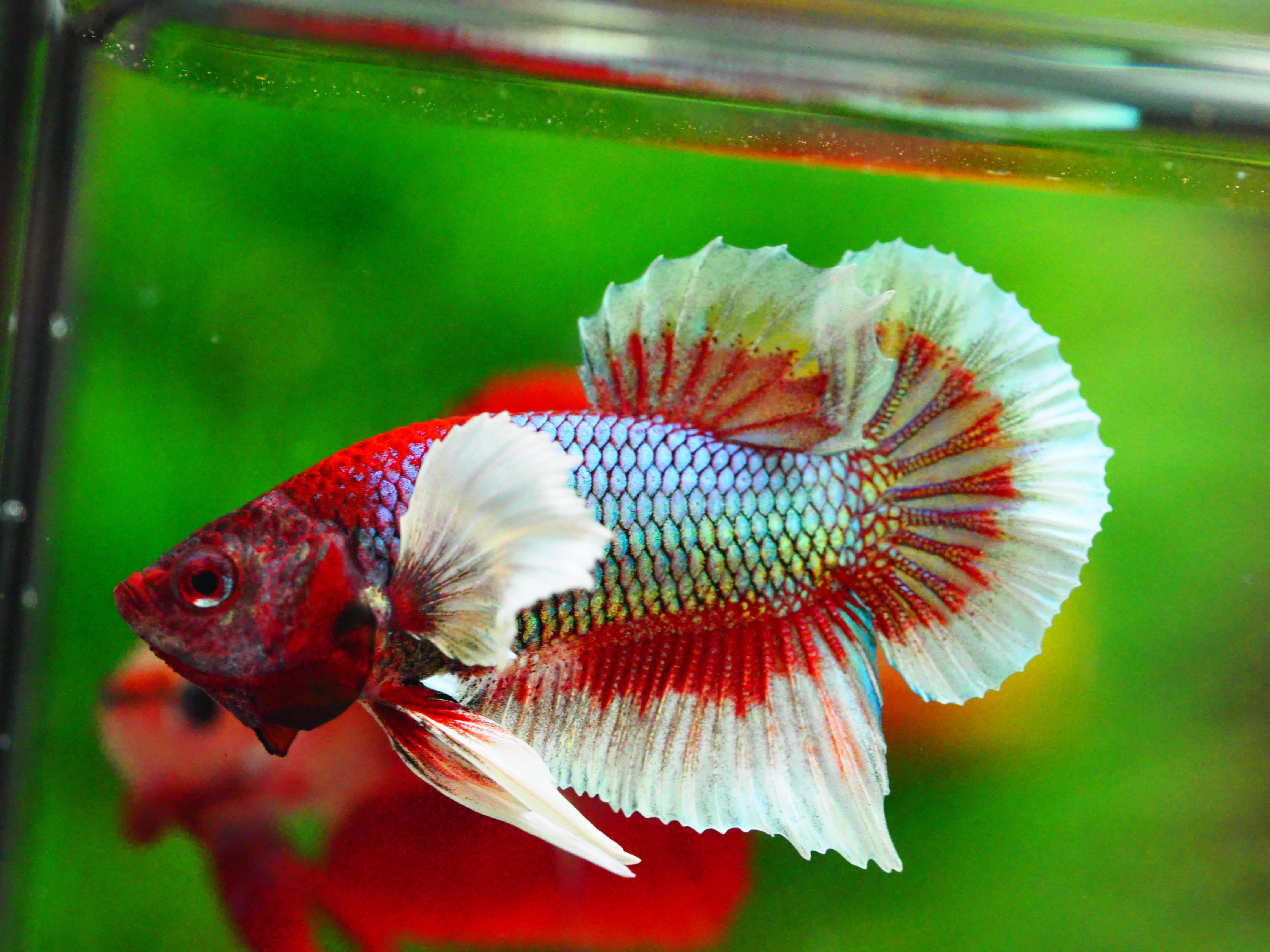 HMPK DUMBO MALE GRADE A +++