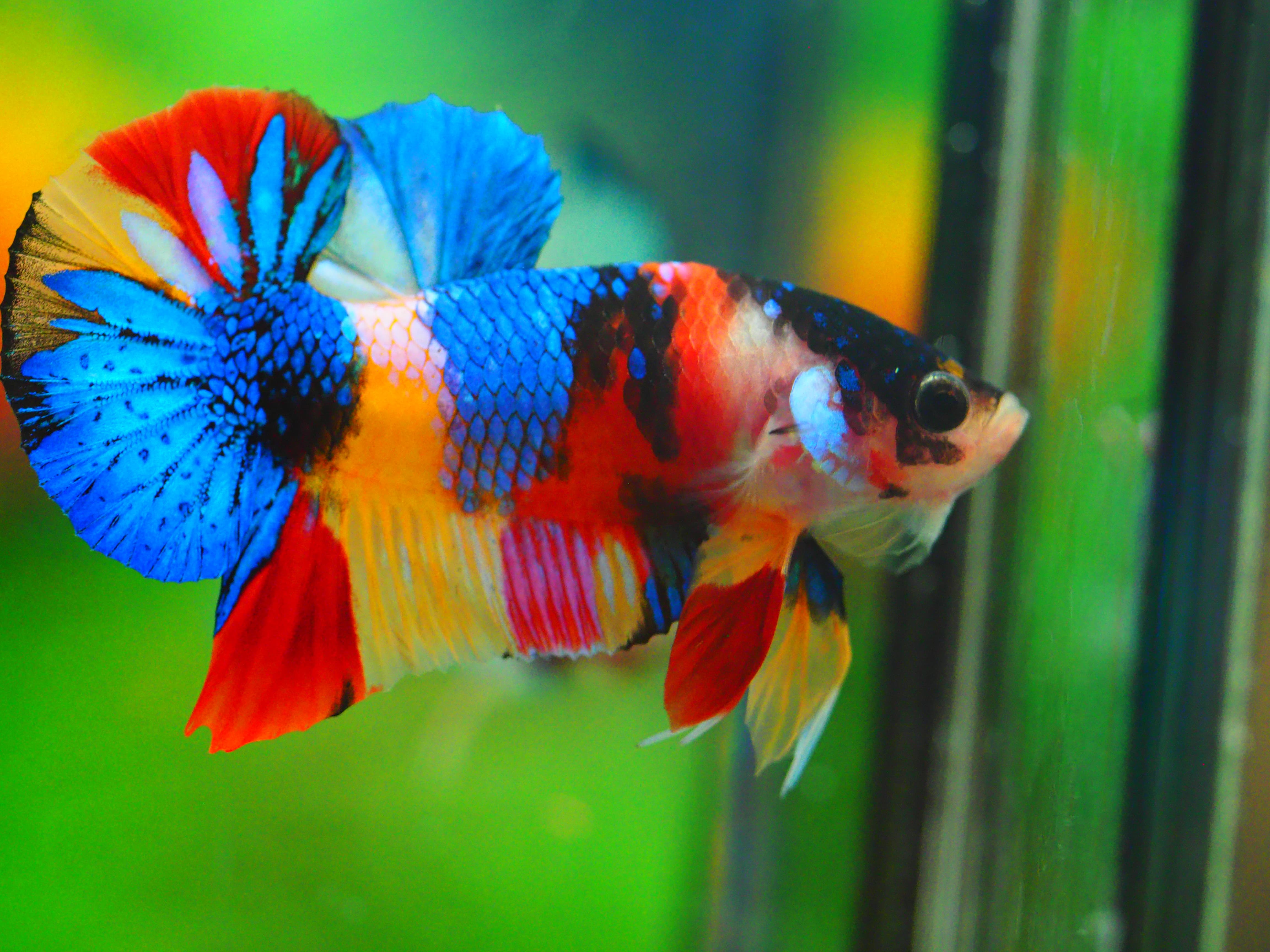 HMPK CANDY MALE GRADE A +++