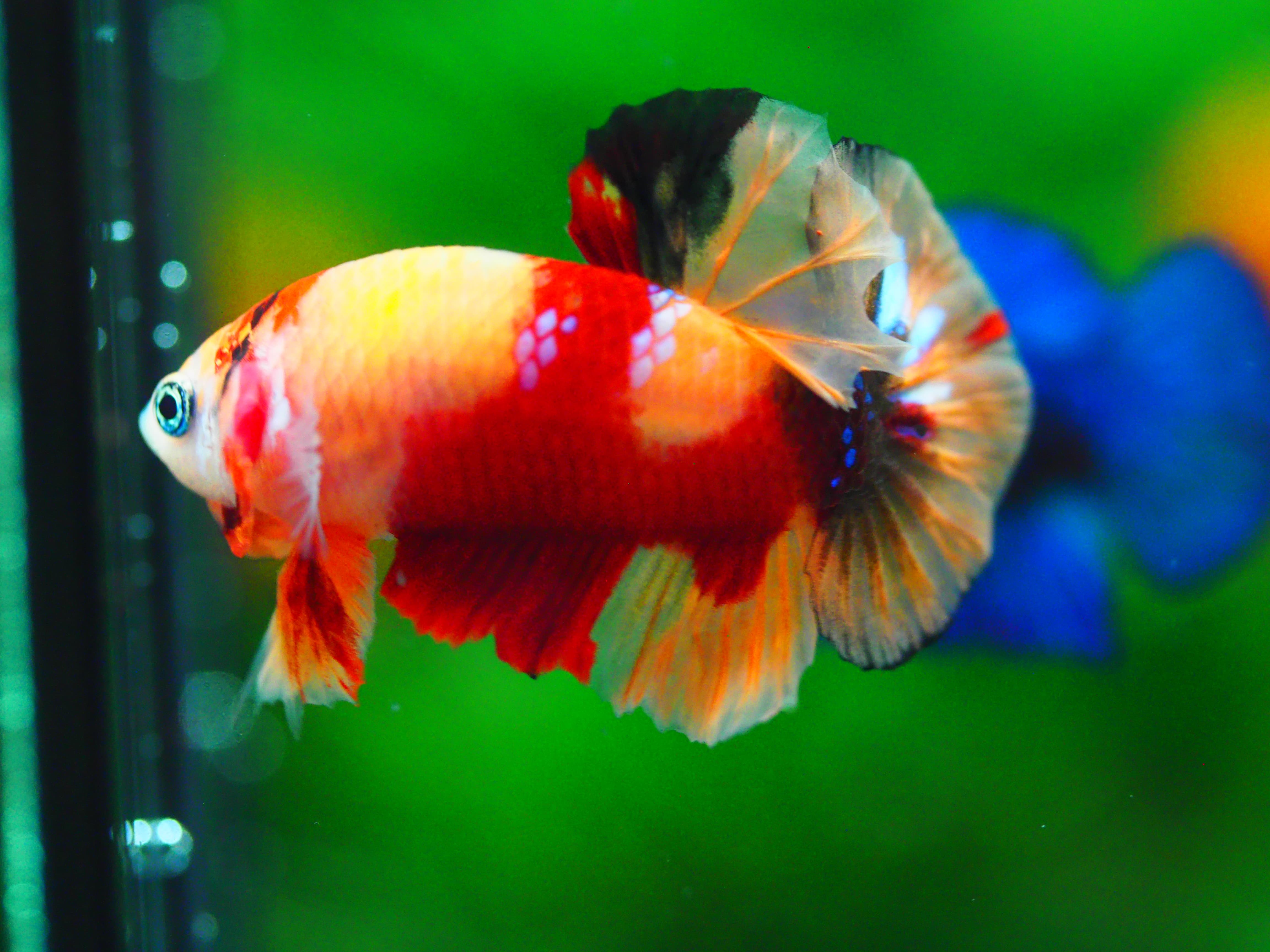 HMPK NEMO MALE GRADE A +++