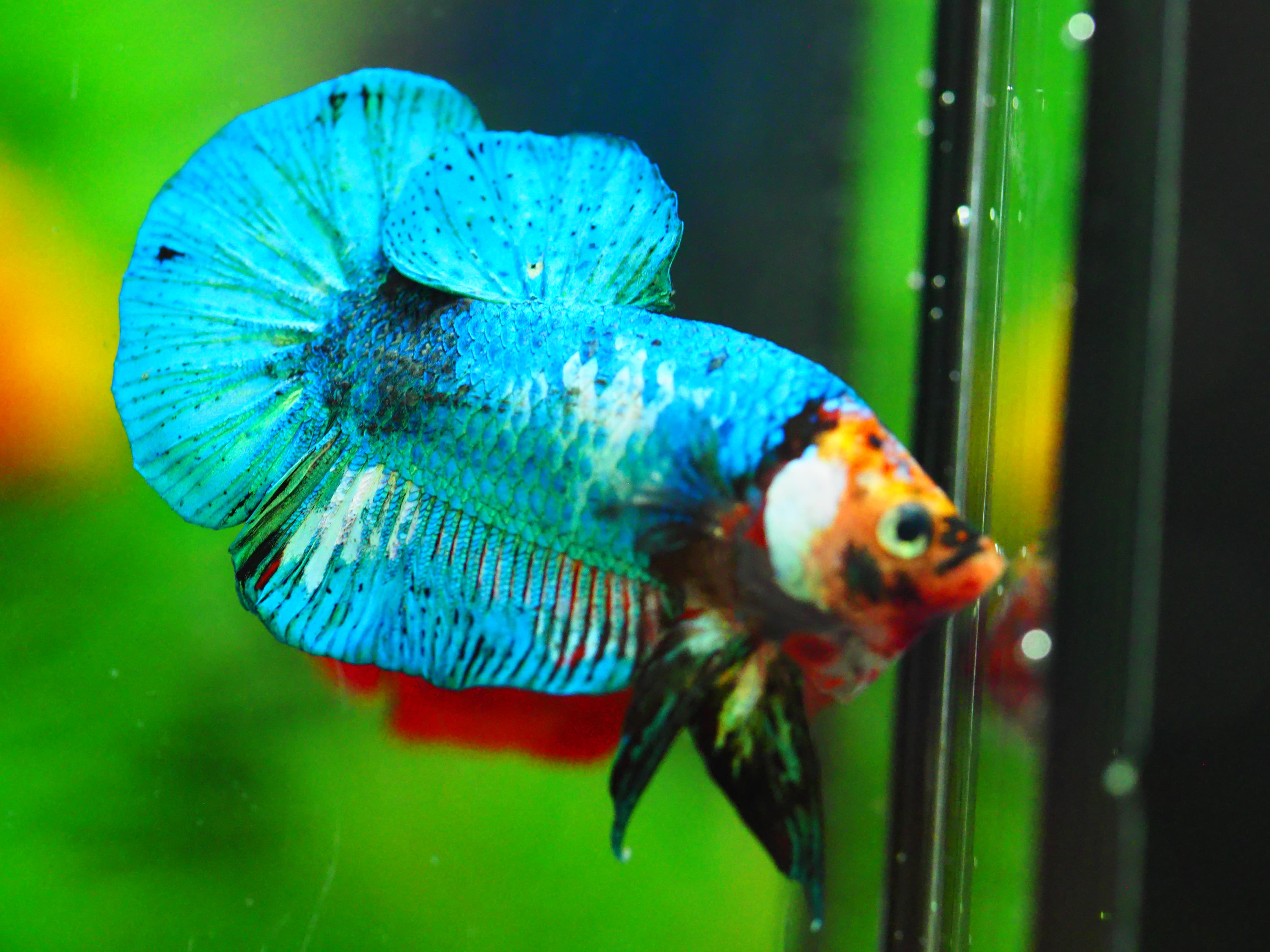 HMPK KOI GALAXY MALE GRADE A +++