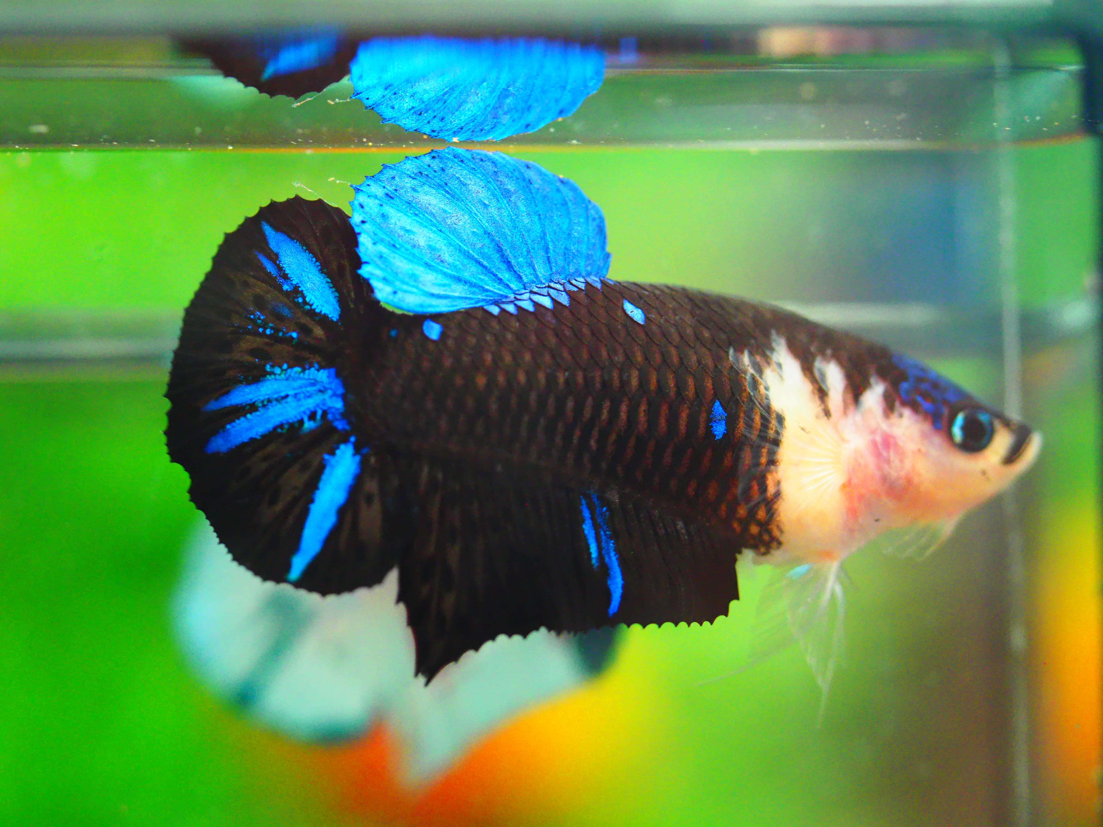 HMPK KOI GALAXY FNMALE GRADE A +++