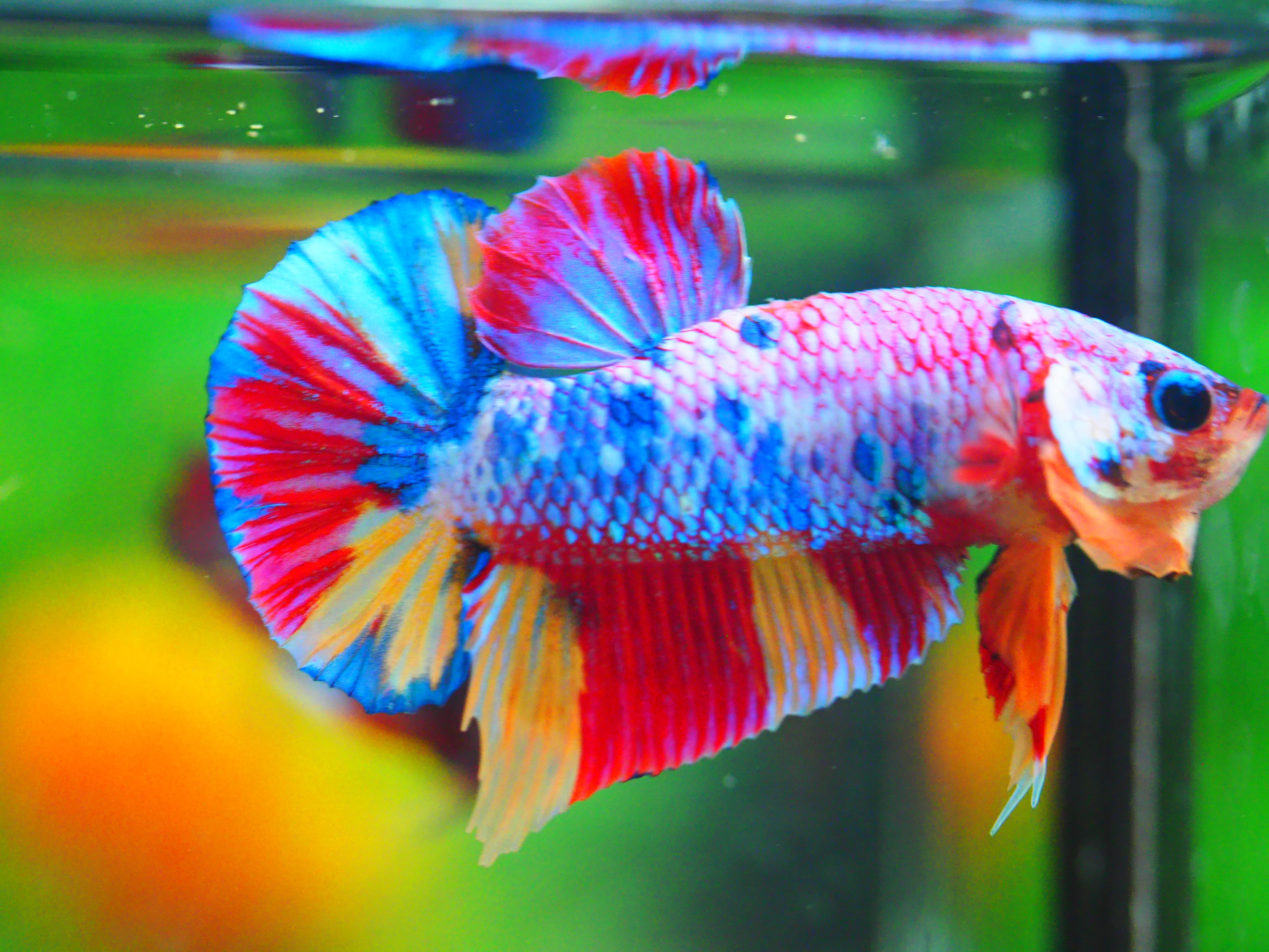 HMPK CANDY MALE GRADE A +++