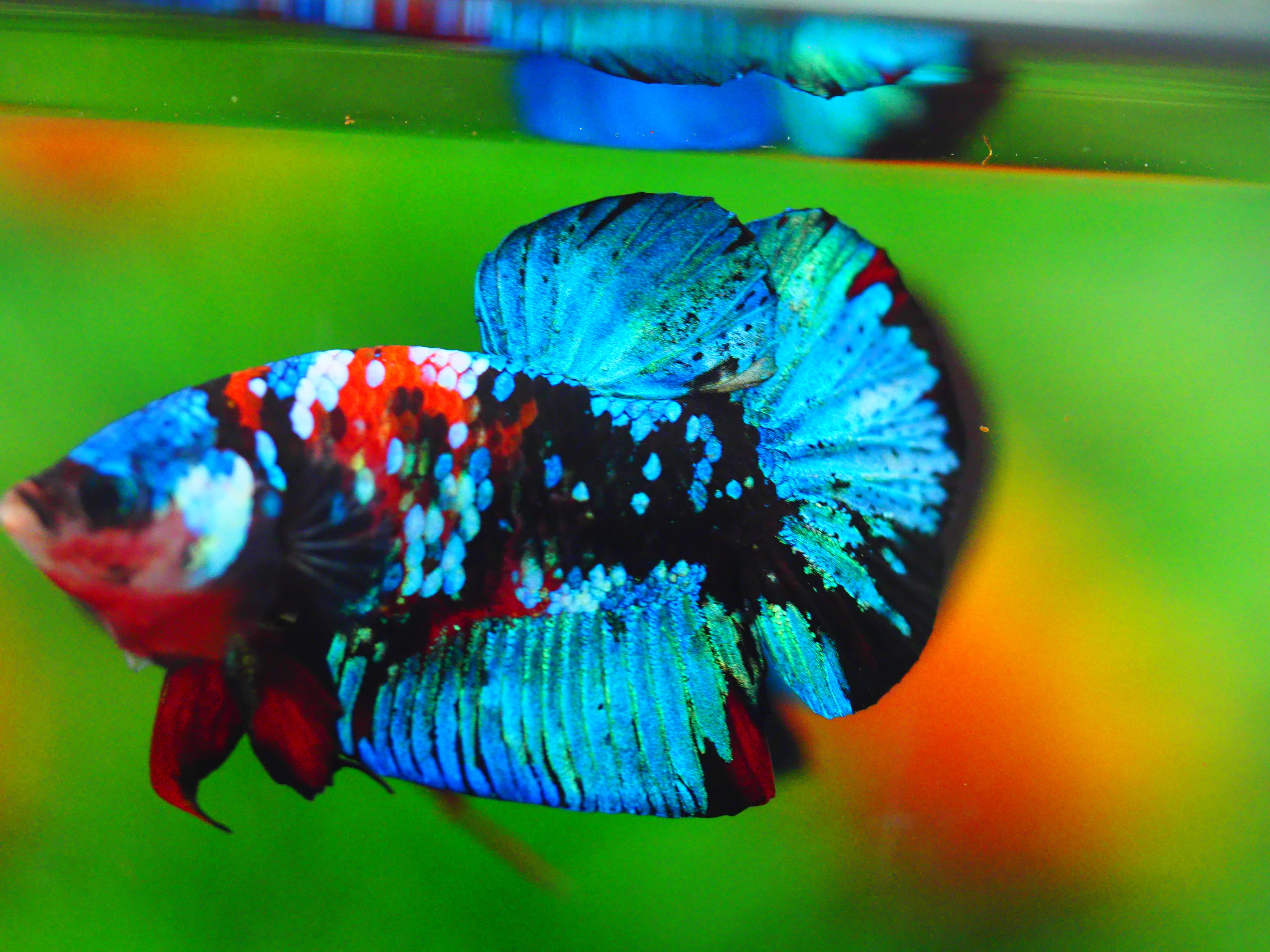 HMPK KOI GALAXY MALE GRADE A +++