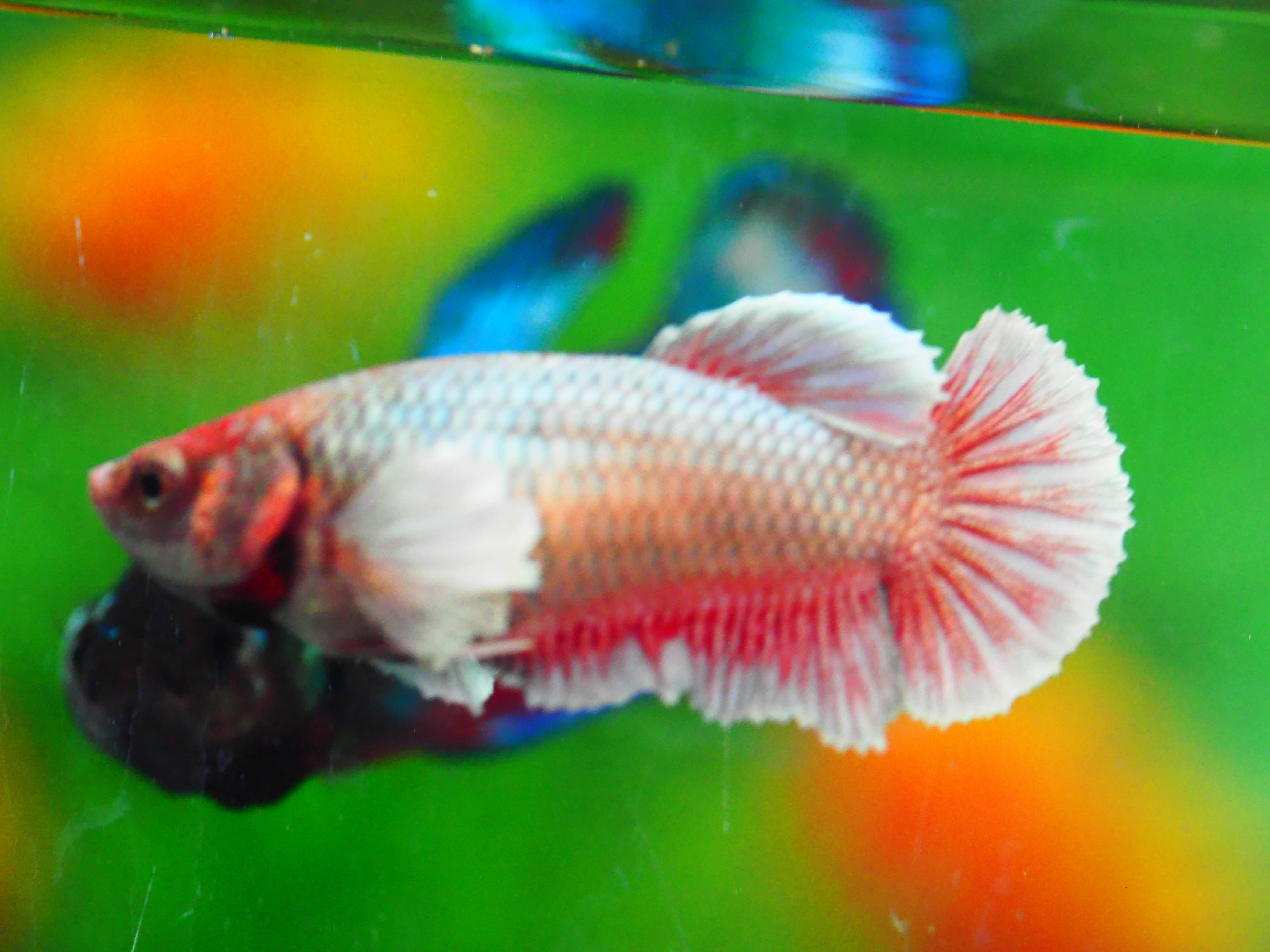 HMPK DUMBO FNMALE GRADE A +++