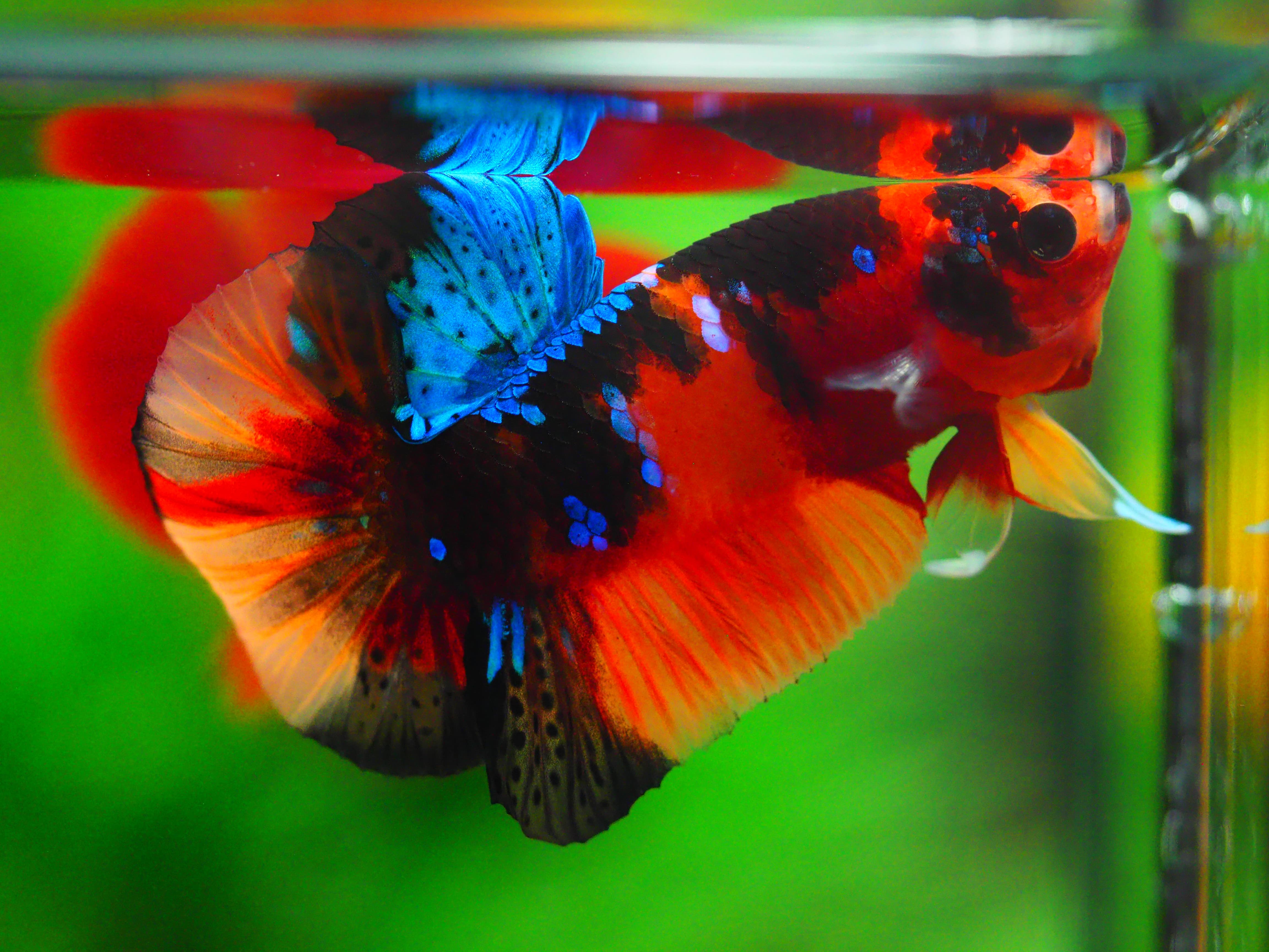 HMPK NEMO GALAXY MALE GRADE A +++