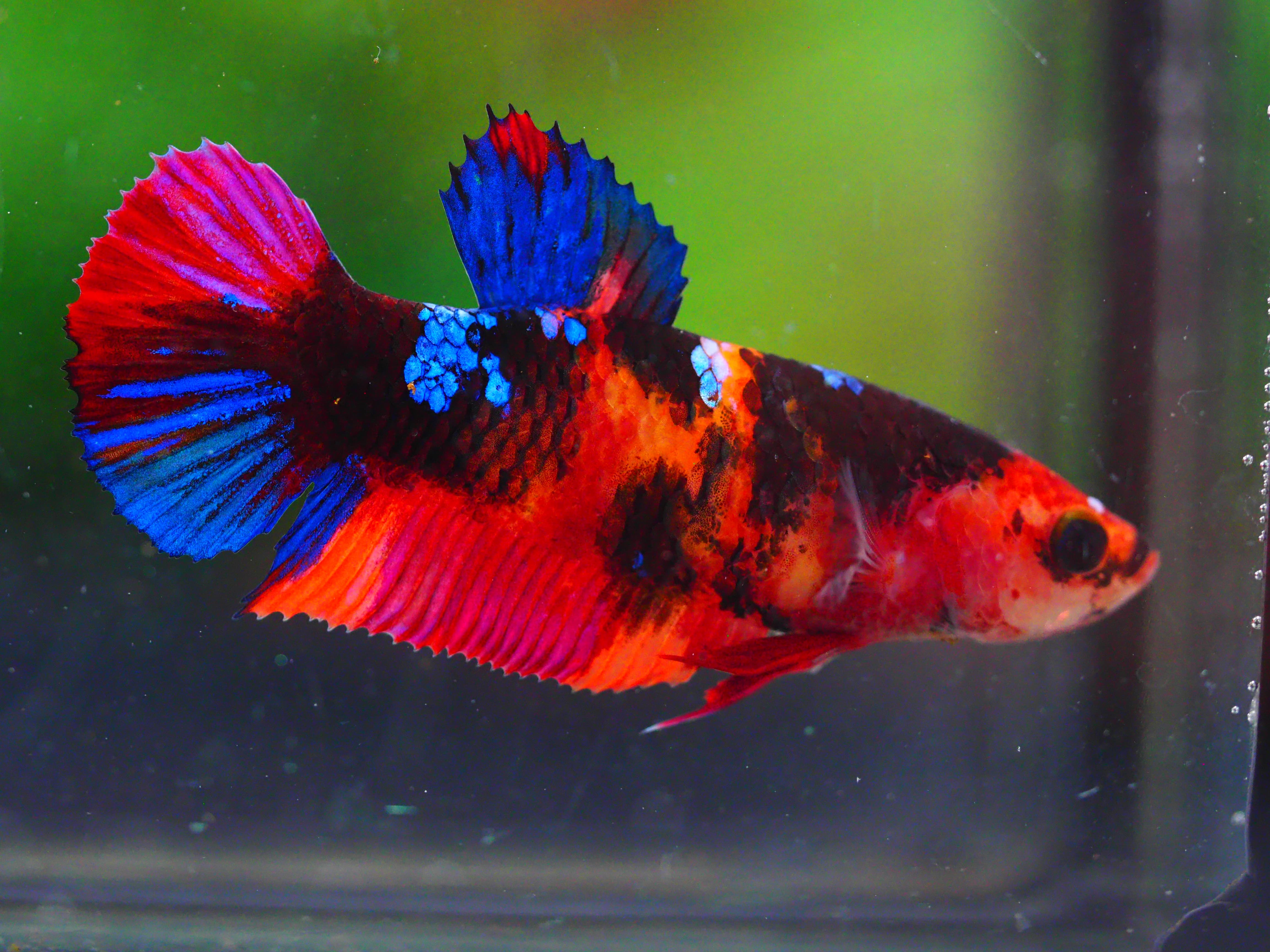 HMPK NEMO GALAXY FEMALE GRADE A +++