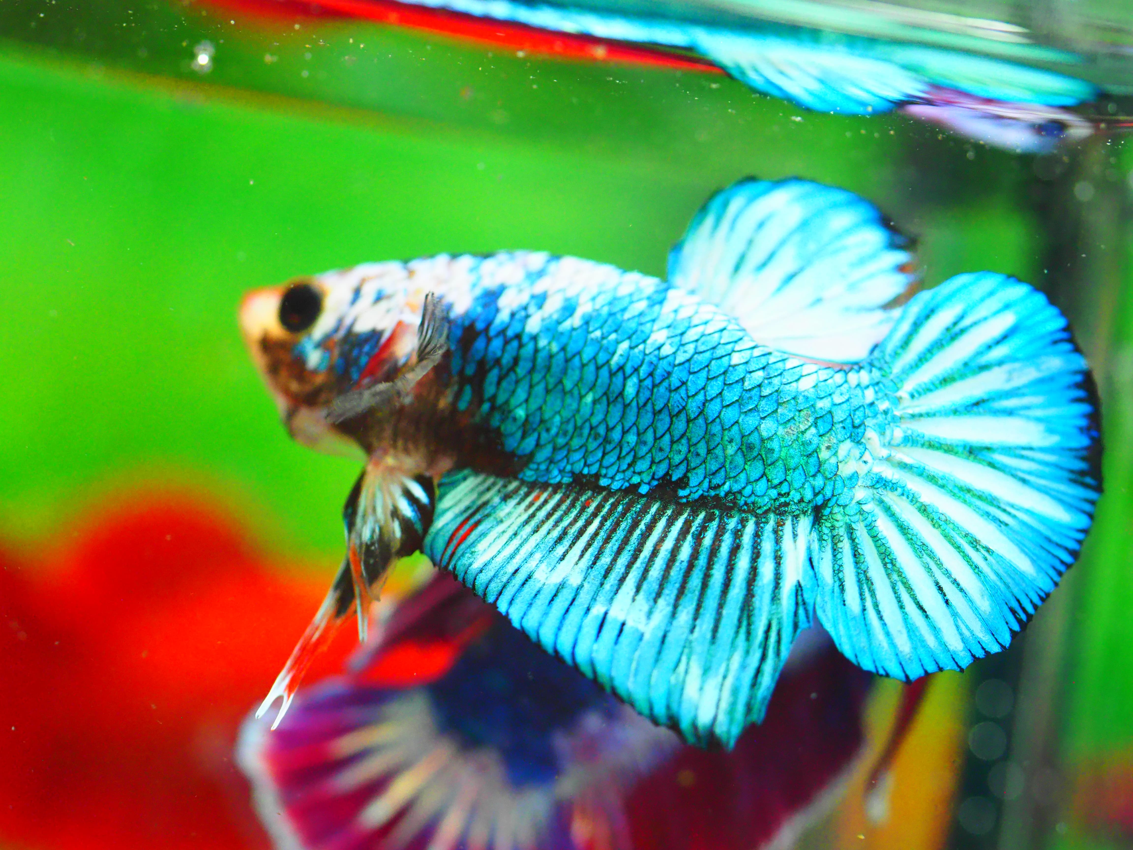 HMPK FANCY MALE GRADE A +++