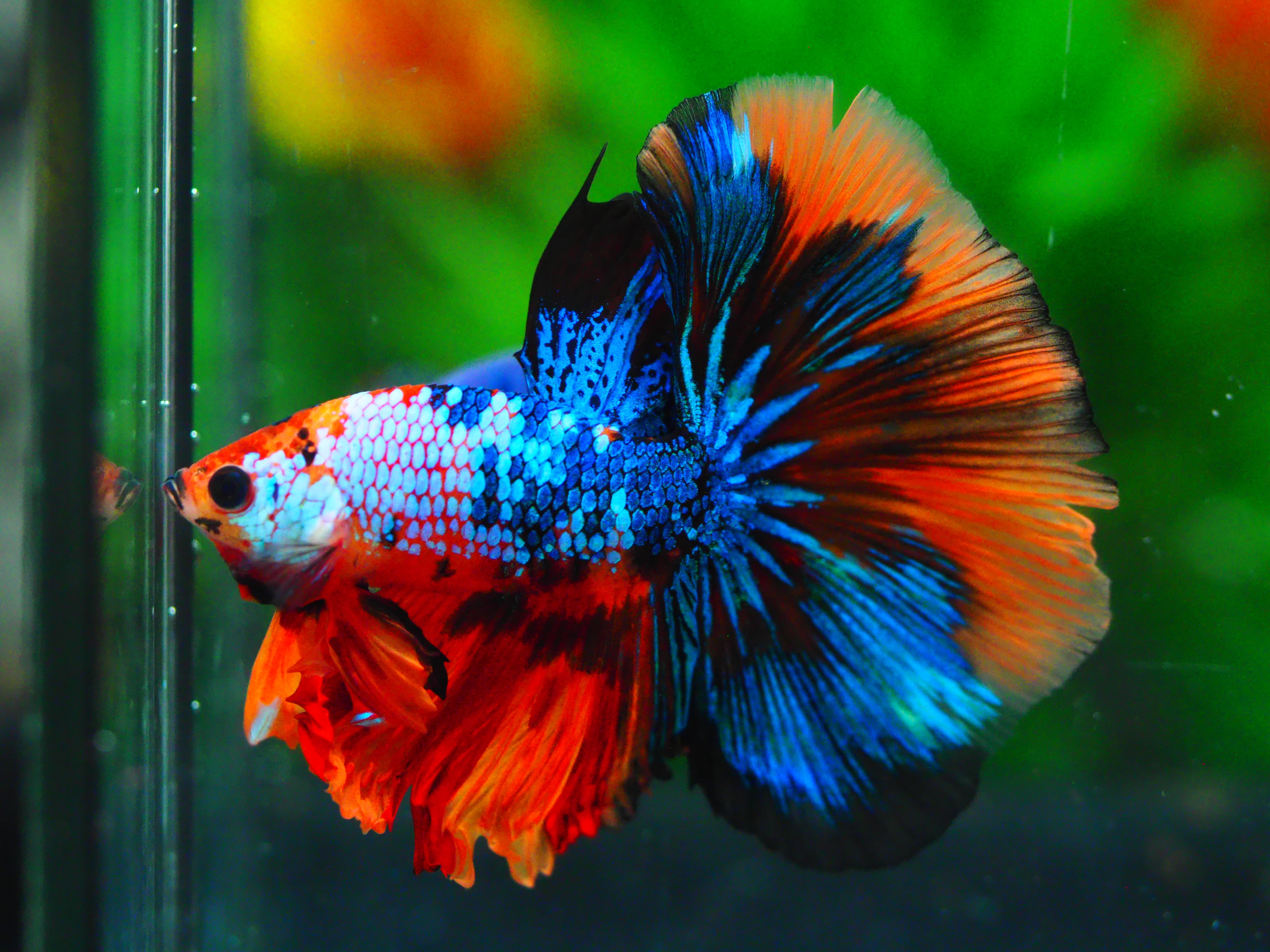 HM KOI GALAXY MALE GRADE A +++