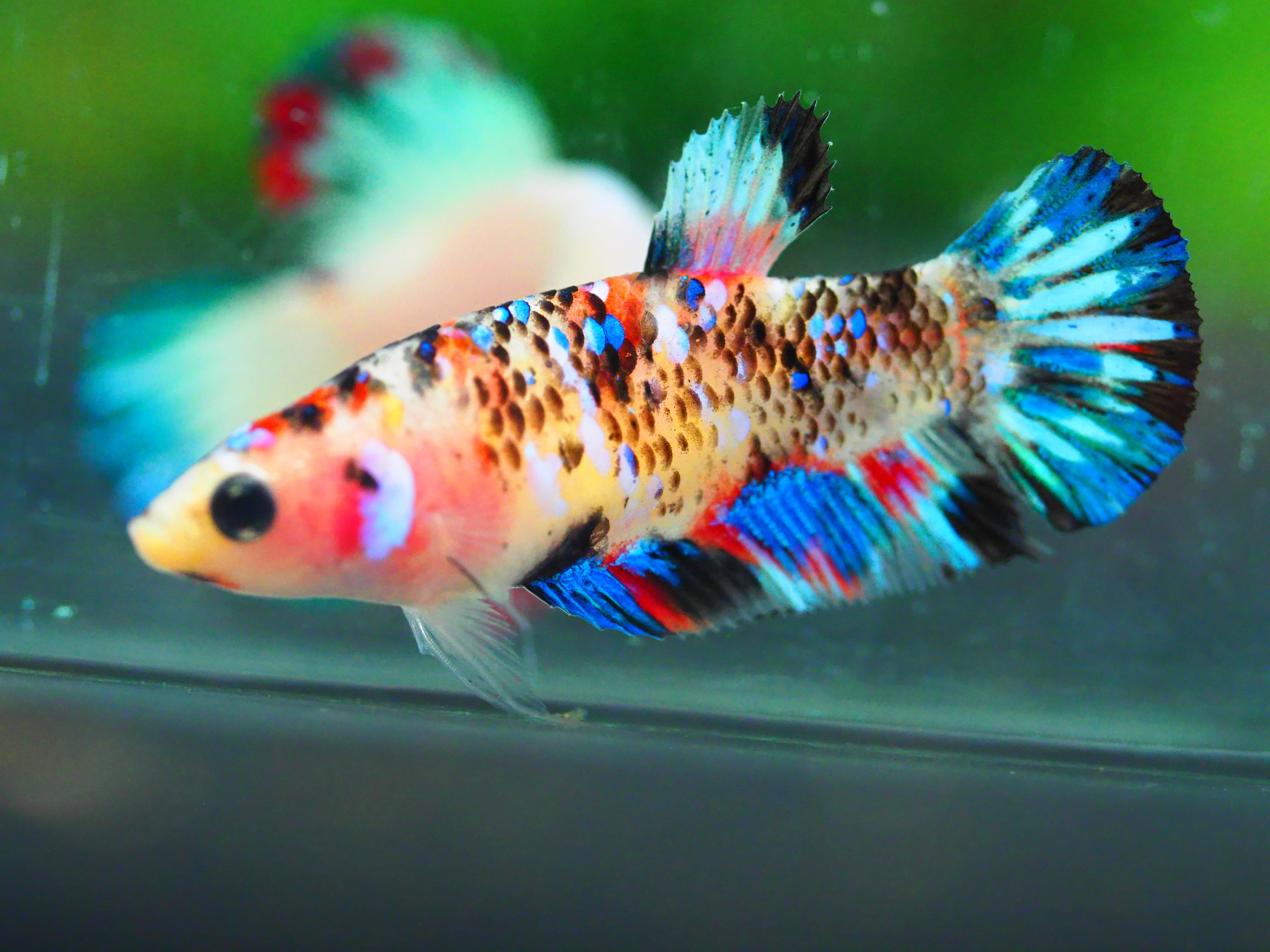 HMPK KOI GALAXY FNMALE GRADE A +++