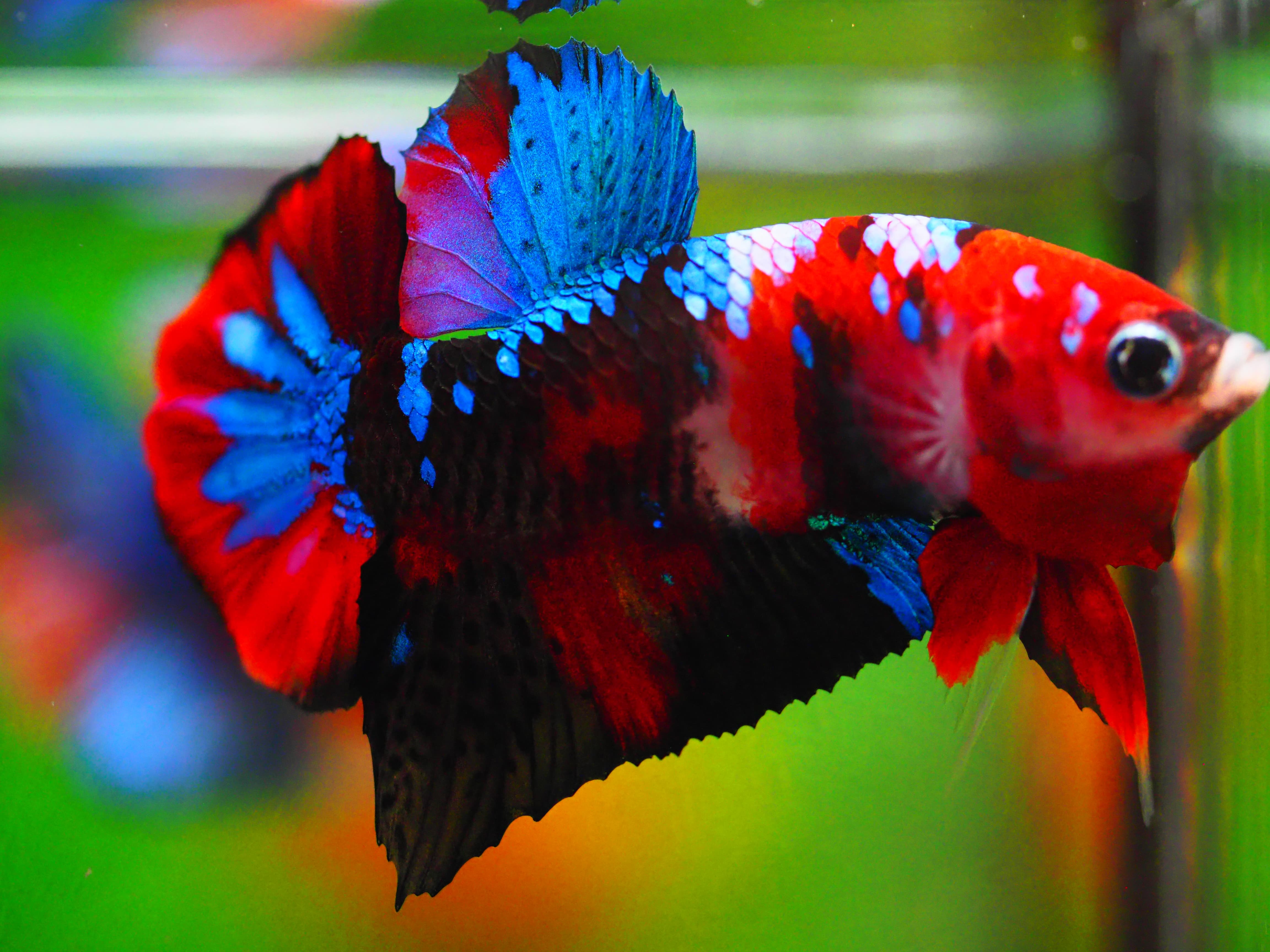 HMPK KOI GALAXY MALE GRADE A +++